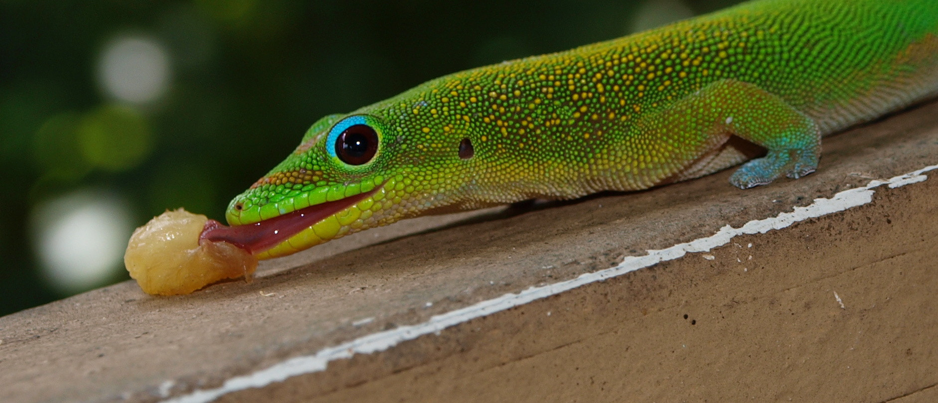 Olympus Zuiko Digital ED 14-42mm F3.5-5.6 sample photo. Gold dust day gecko photography