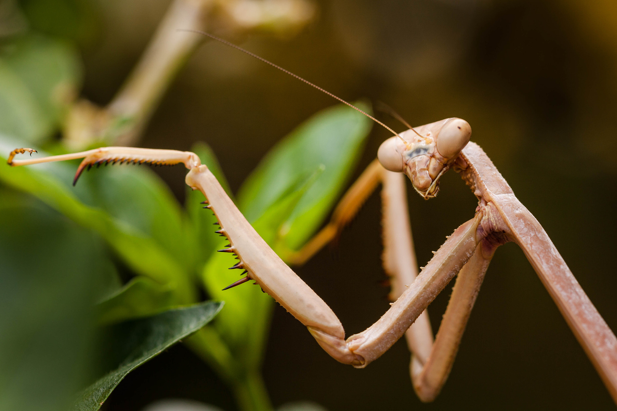 Canon EOS 50D + Canon EF 100mm F2.8 Macro USM sample photo. Mantis i photography