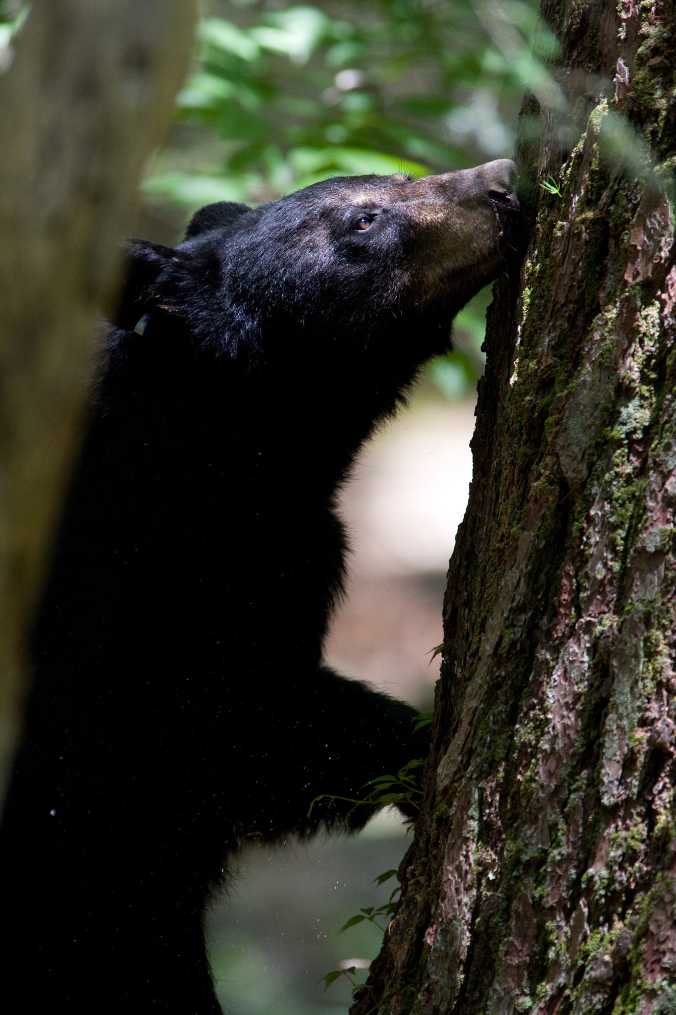 Canon EOS 40D + Canon EF 300mm f/2.8L sample photo. Grub hunting photography