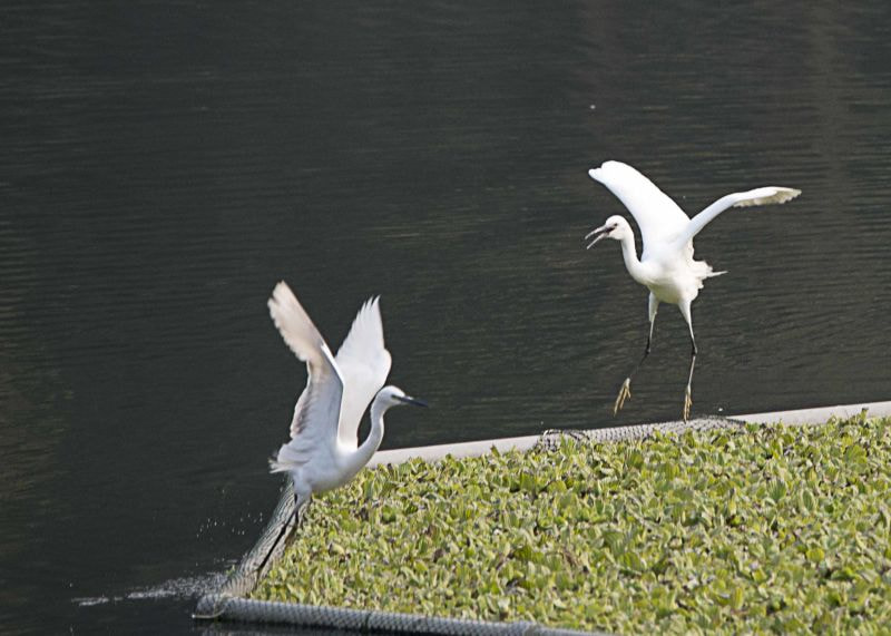 Nikon D800E sample photo. 趣斗 photography