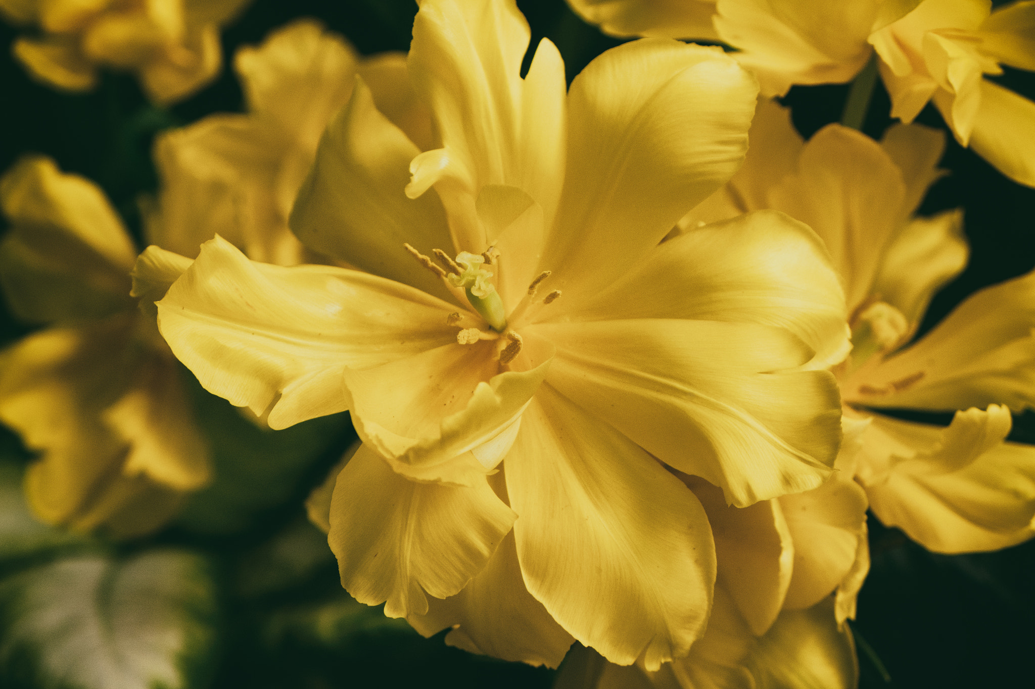 Fujifilm XF 18-55mm F2.8-4 R LM OIS sample photo. Bursting photography