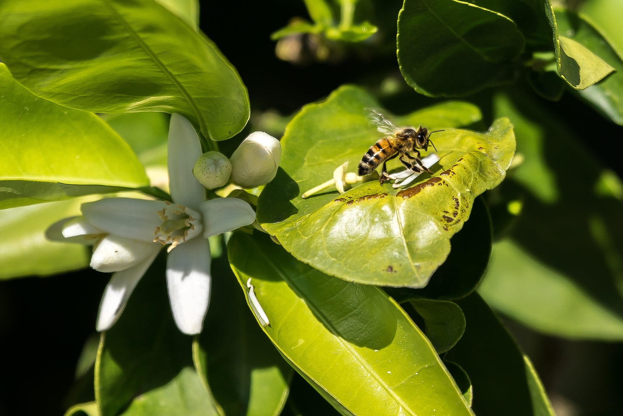 Tamron SP 70-200mm F2.8 Di VC USD sample photo. Bee on orange tree photography