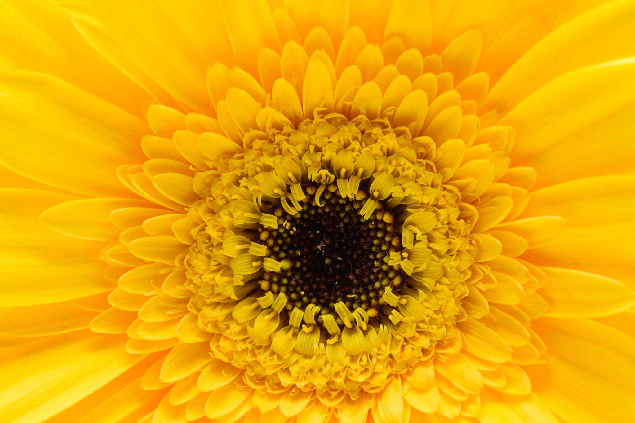 Tokina AT-X Pro 100mm F2.8 Macro sample photo. Yellow flower macro photography