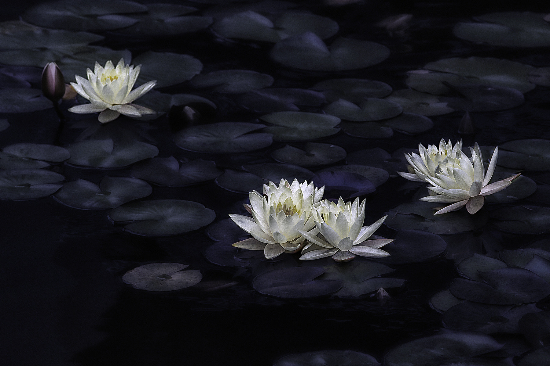 Nikon AF-S Nikkor 24-120mm F4G ED VR sample photo. Pond flowers photography