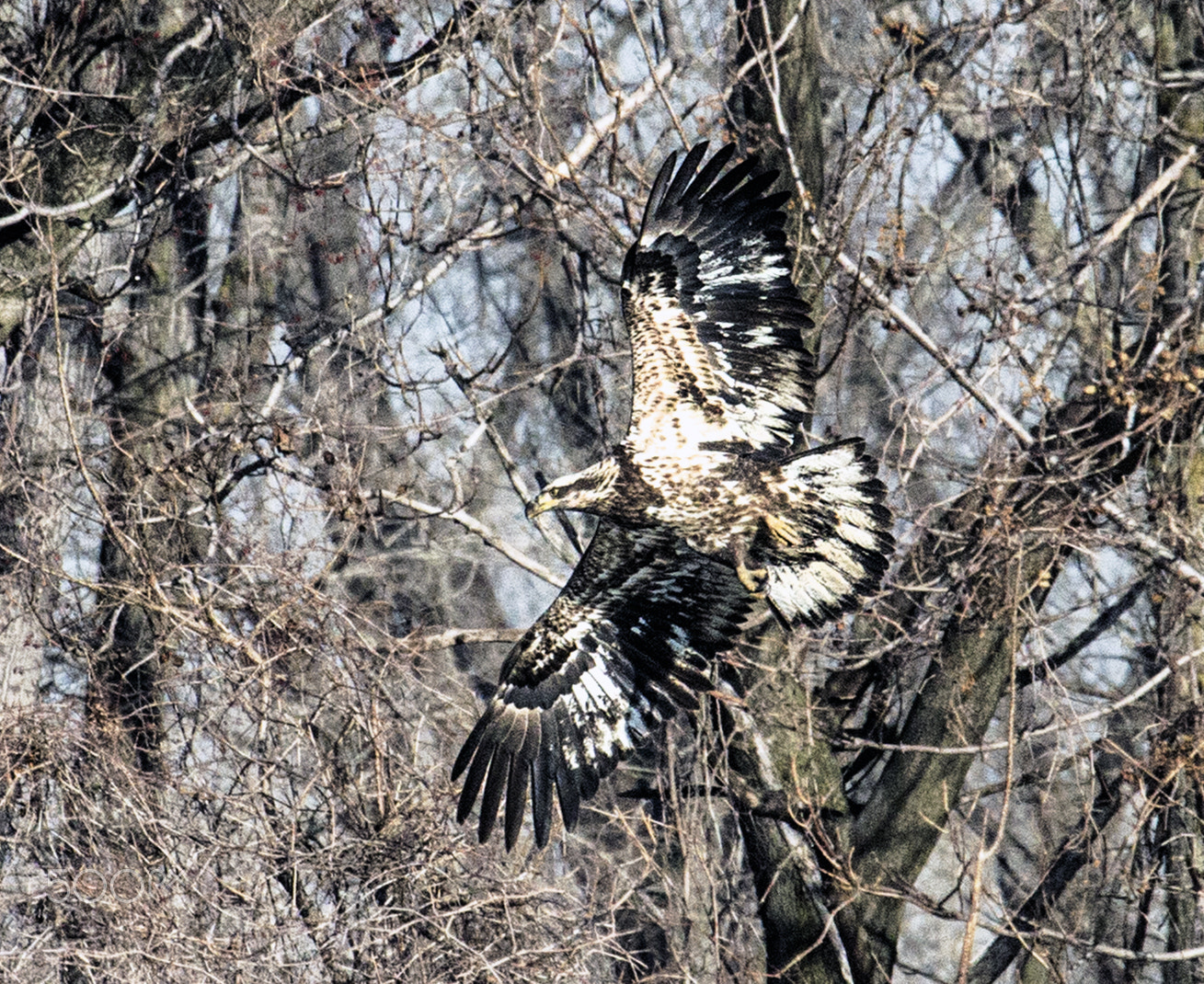 Canon EF 100-400mm F4.5-5.6L IS USM sample photo. Bald eagle photography