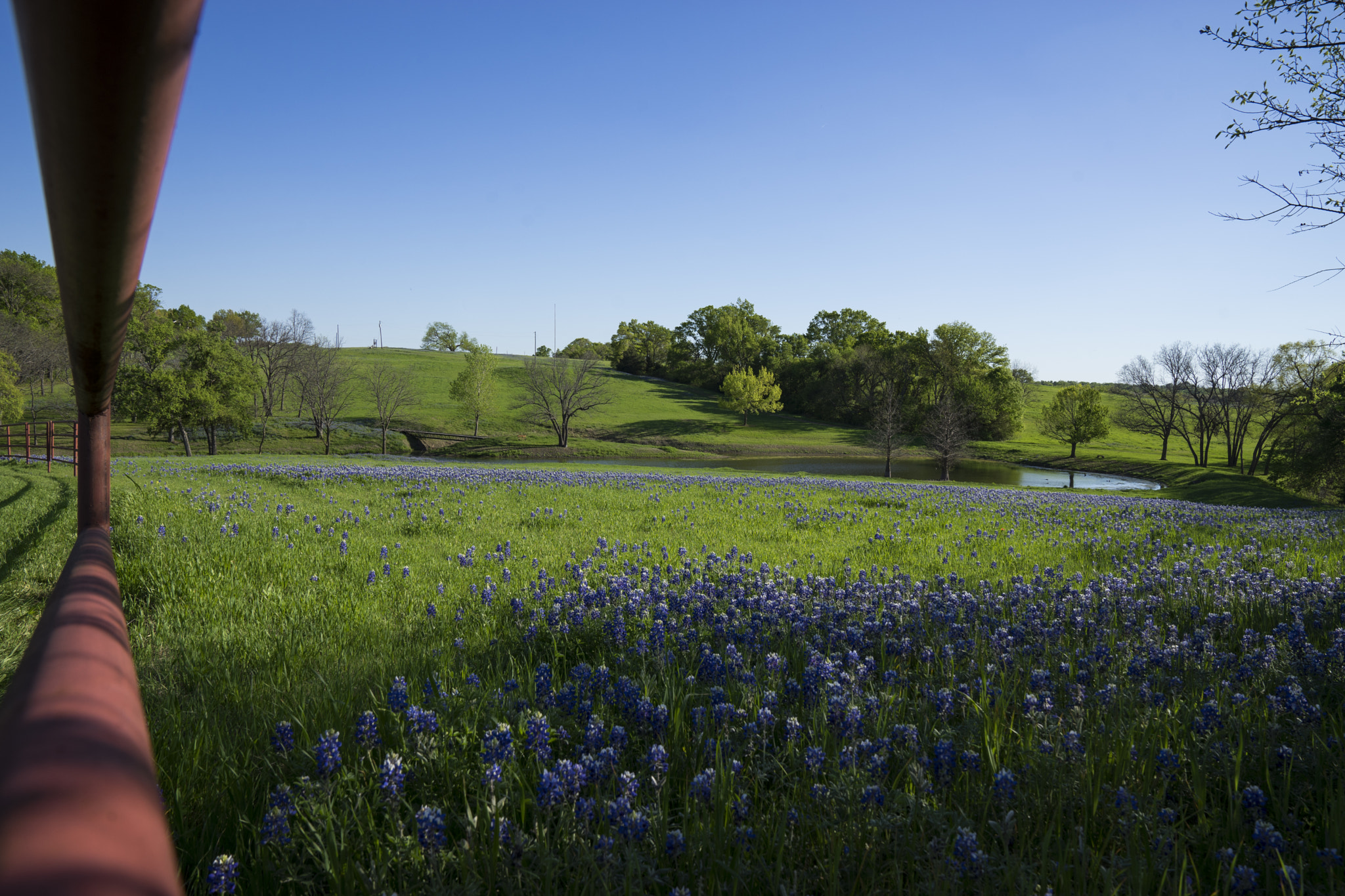 Sony a7 II + Sony FE 24-70mm F2.8 GM sample photo. Bluebonnets in bloom photography