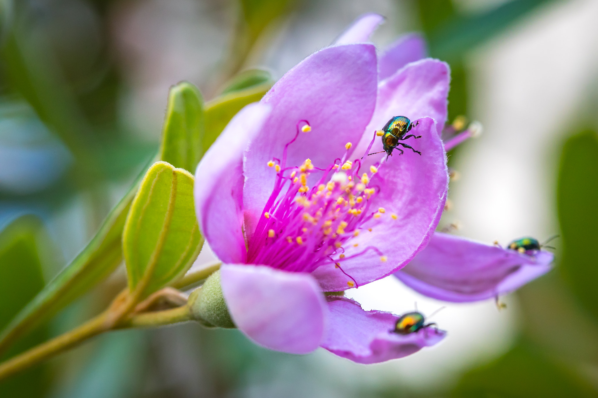 Canon EF 100mm F2.8 Macro USM sample photo. Shiny beetles photography