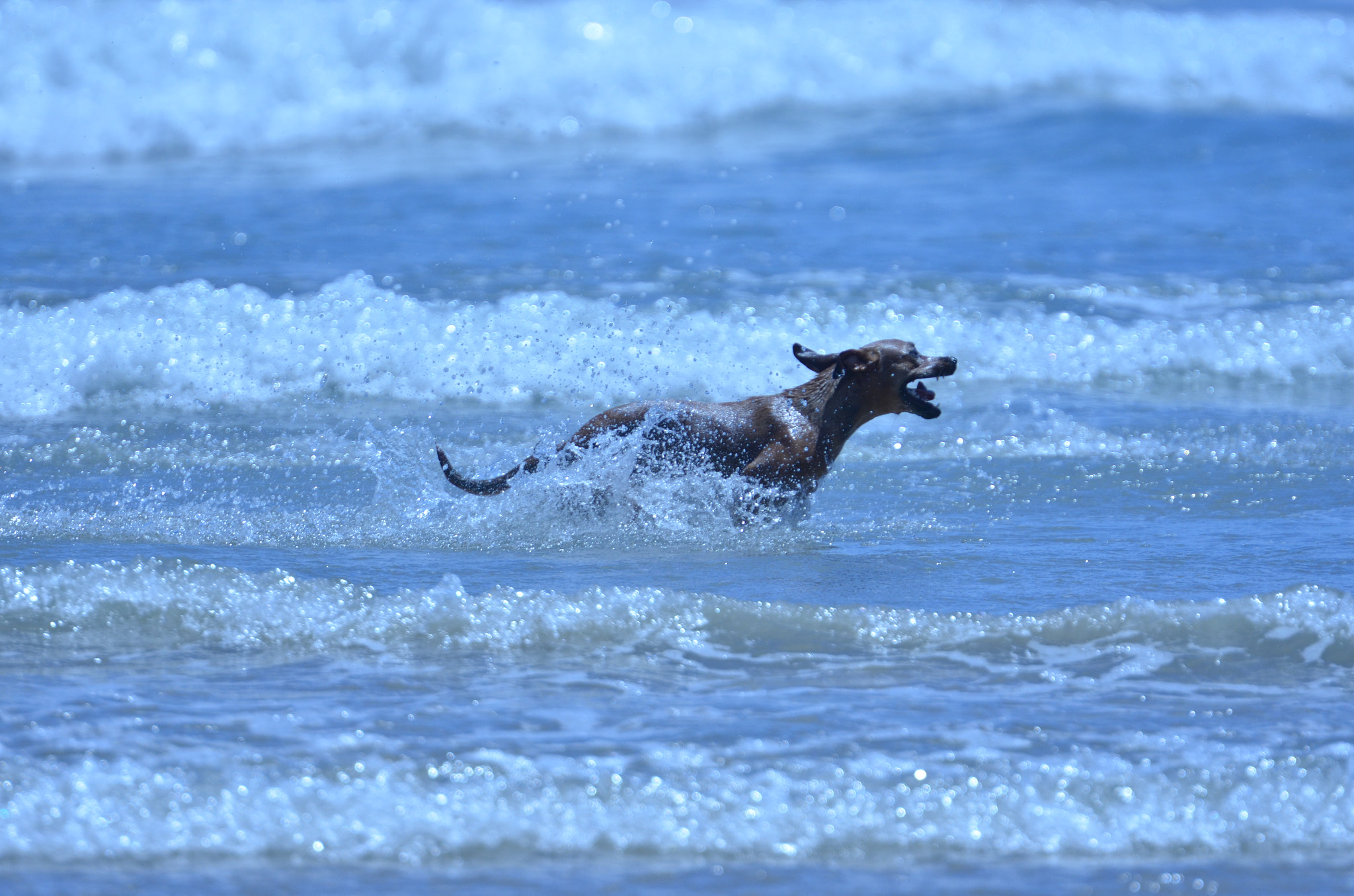 Nikon AF-S Nikkor 70-200mm F2.8G ED VR II sample photo. Happy dog... photography