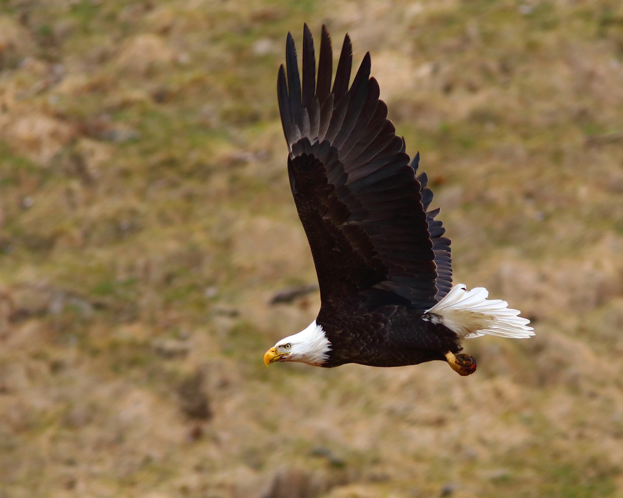 Canon EF 300mm f/4L + 1.4x sample photo. Bald eagle photography