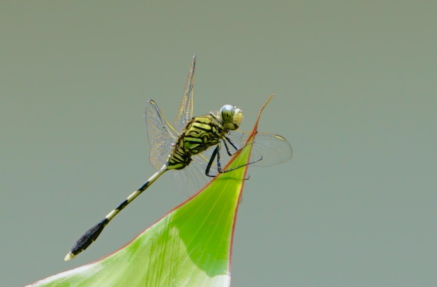 Sony a7R II sample photo. Dragonfly photography