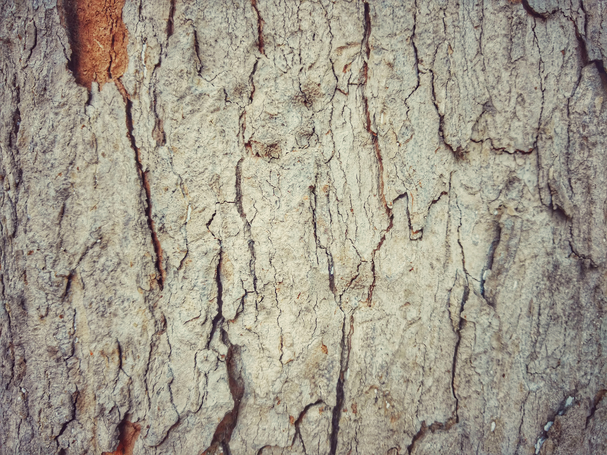 Motorola Moto X Style sample photo