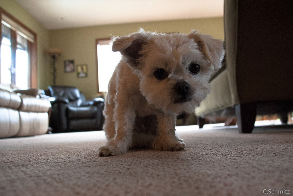 Nikon D3000 sample photo. Lacy photography