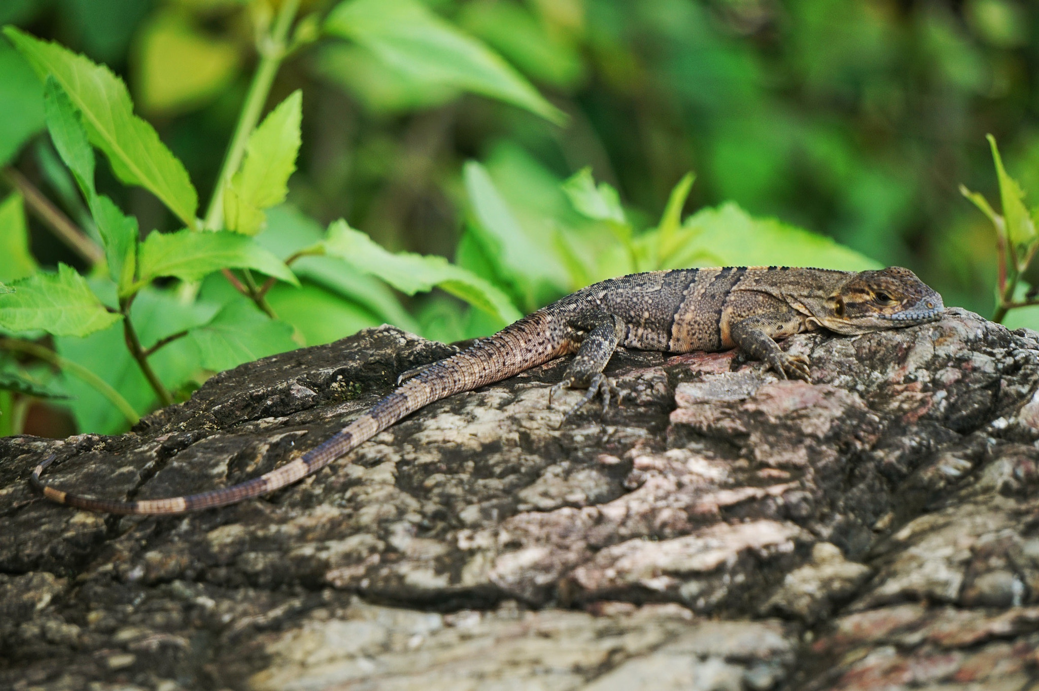 Sony Alpha a5000 (ILCE 5000) sample photo. Lizard photography