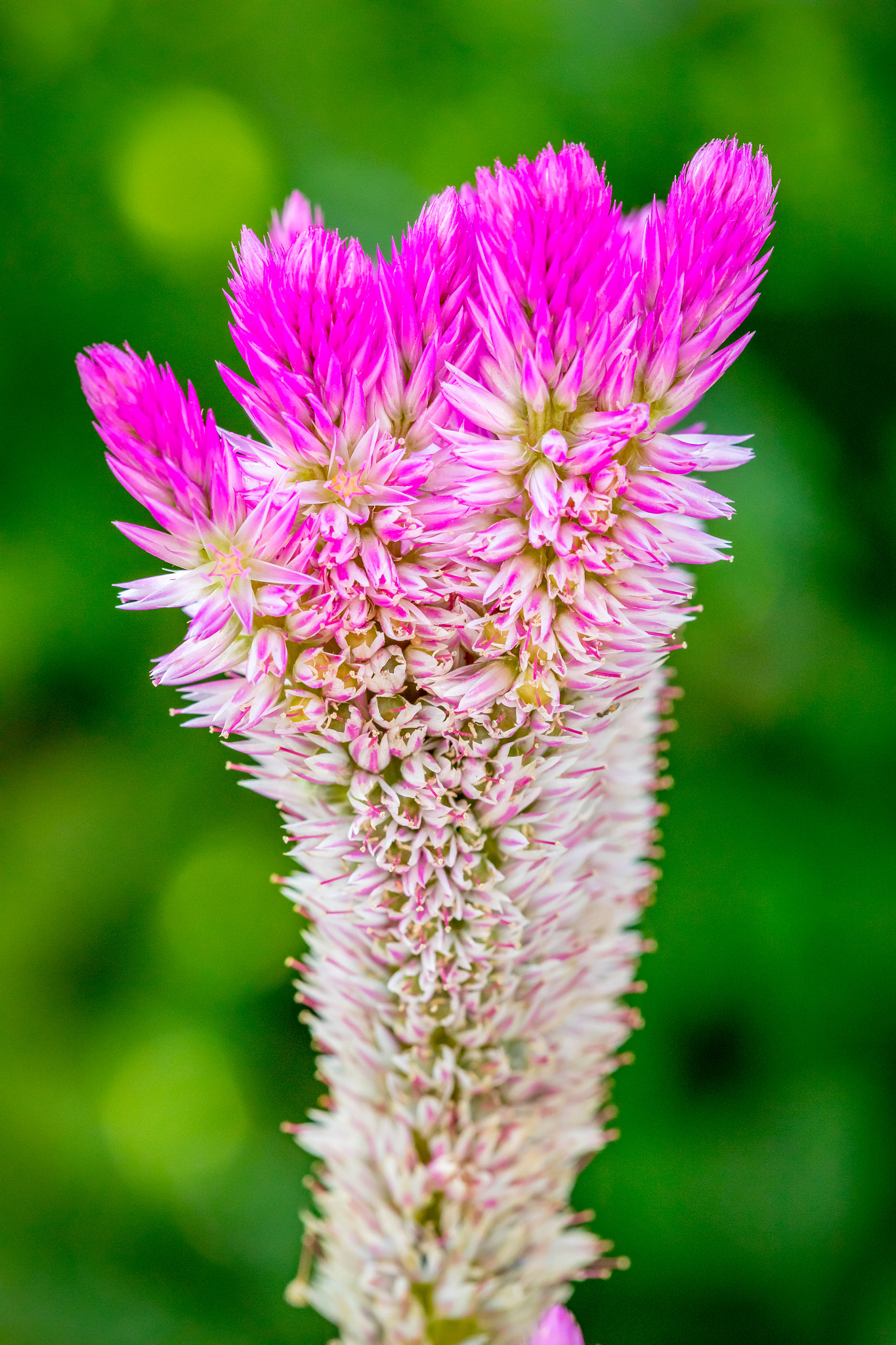 Canon EF 100mm F2.8 Macro USM sample photo. Pink spikes (celosia spicata) photography