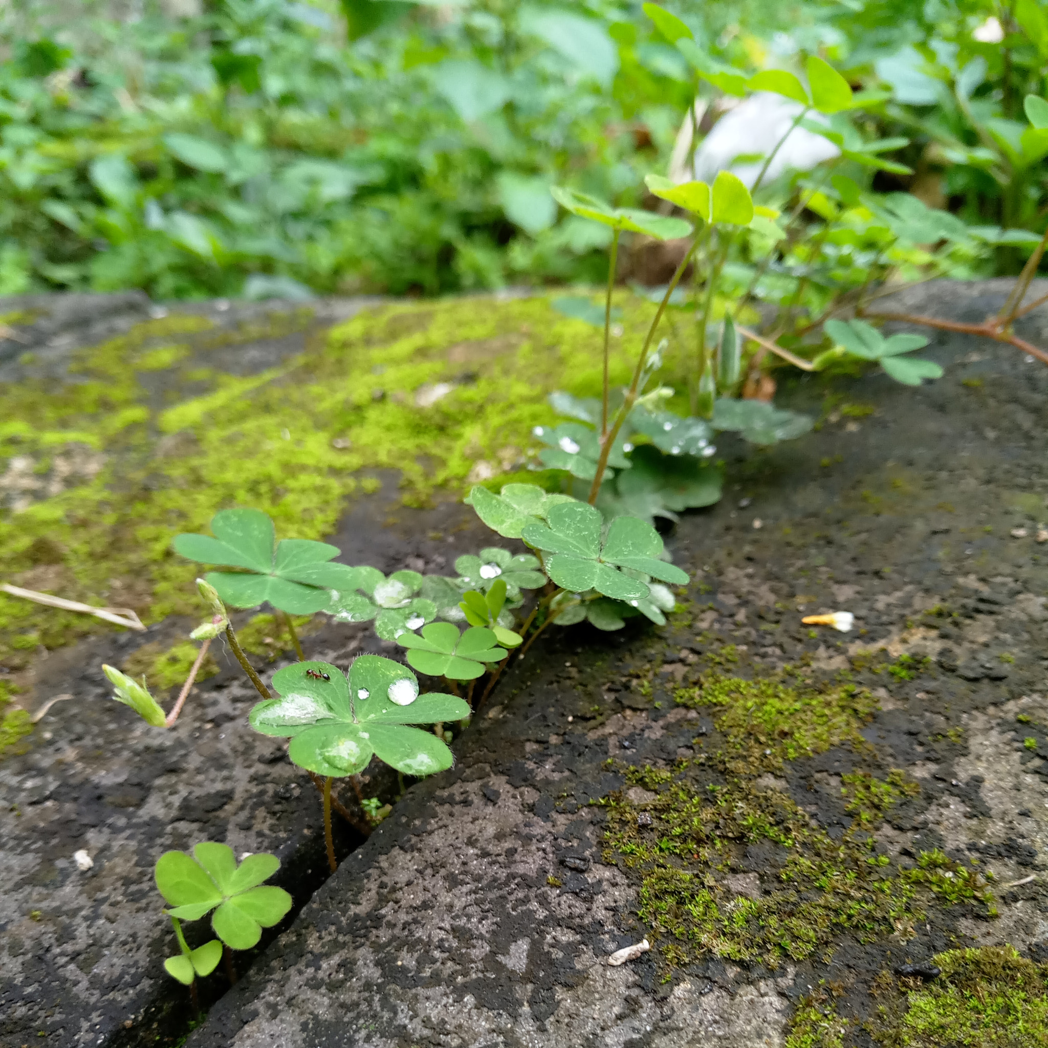 Meizu MX6 sample photo