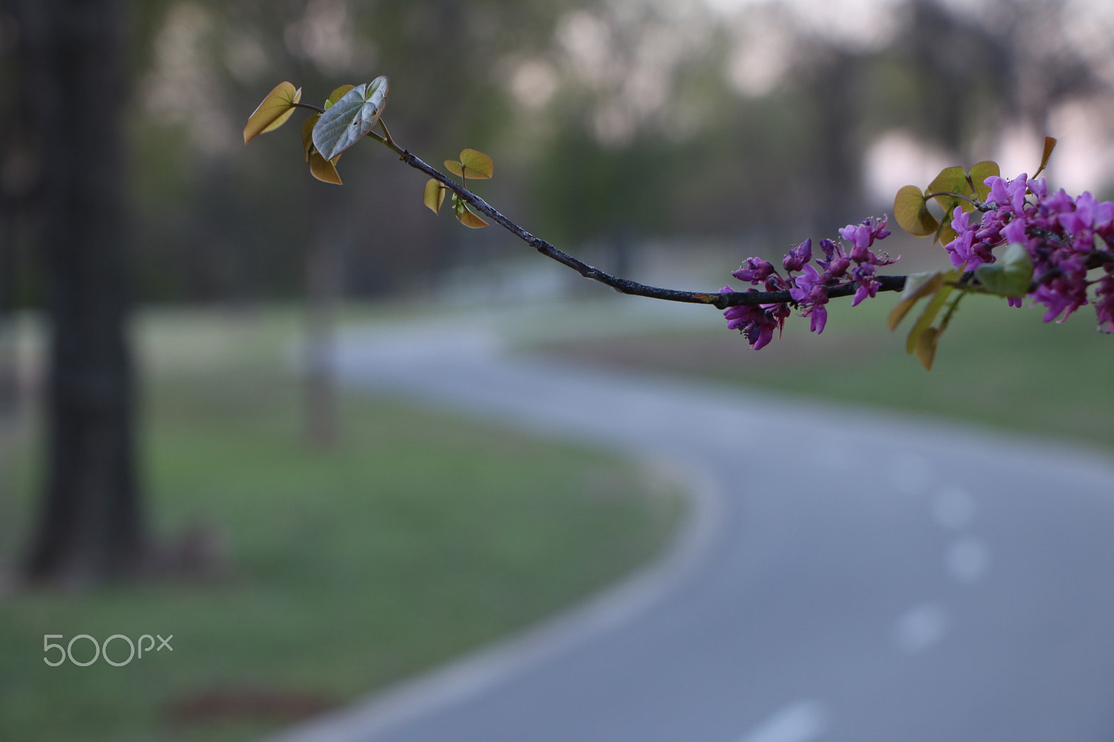 Canon EOS 760D (EOS Rebel T6s / EOS 8000D) sample photo. Newpathnewbeginning photography