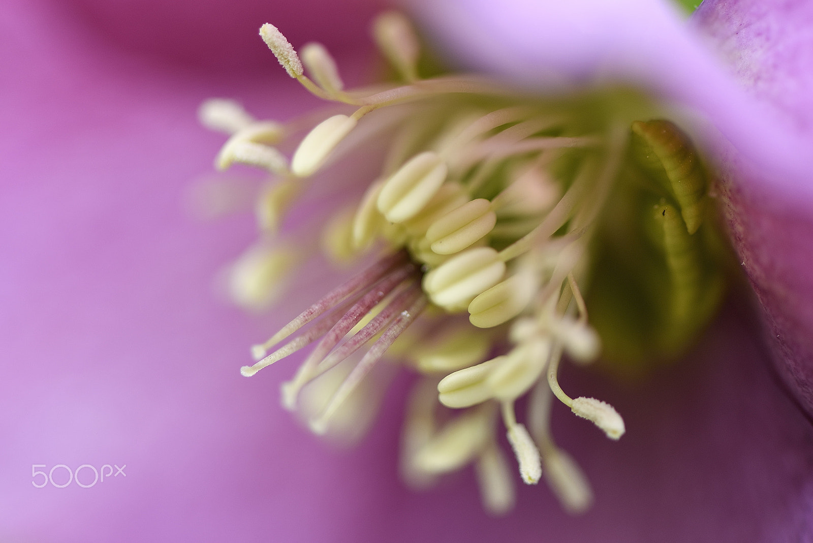 Nikon AF-S Micro-Nikkor 105mm F2.8G IF-ED VR sample photo. Christmas rose stamen and meat photography