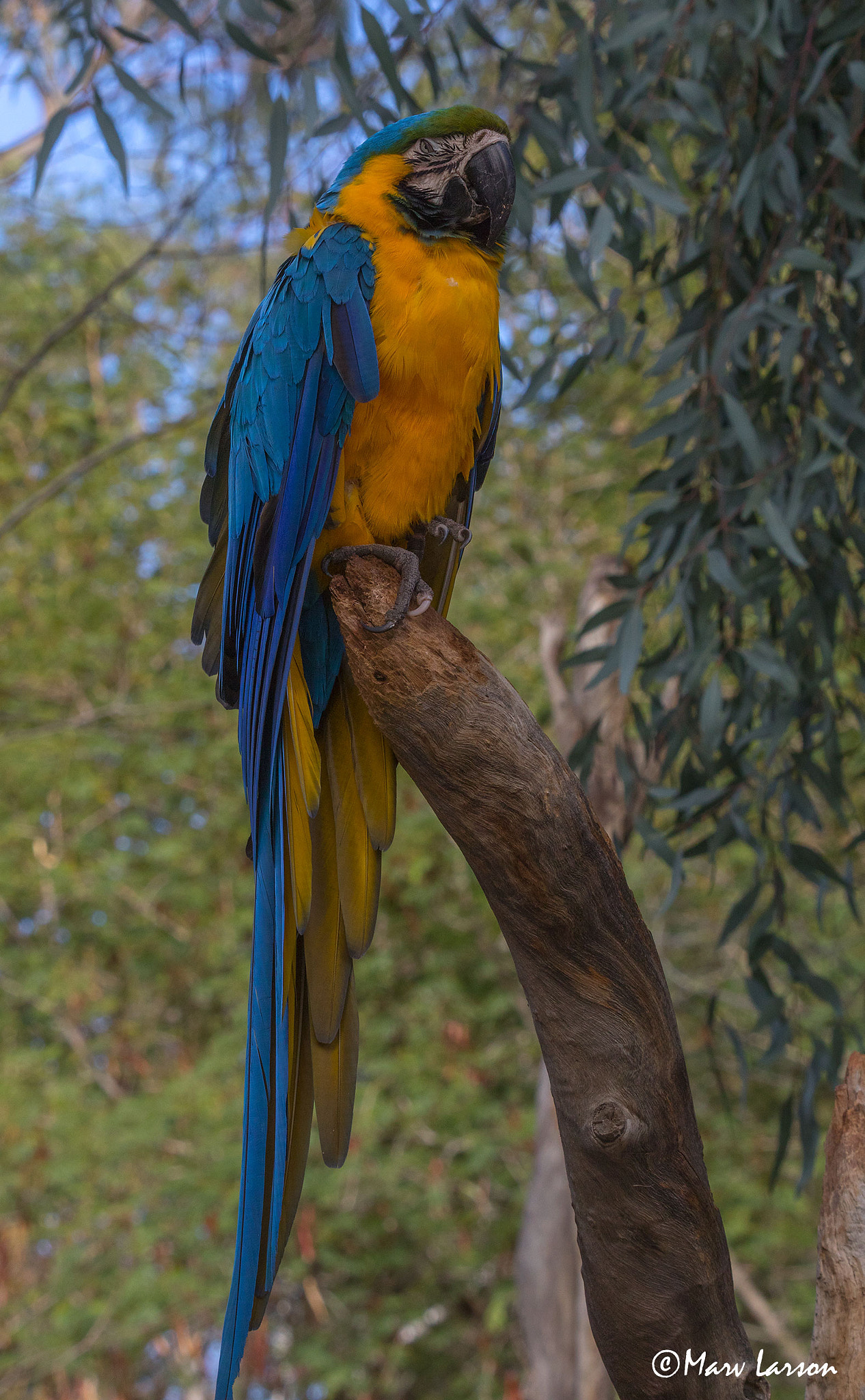 Tamron SP 150-600mm F5-6.3 Di VC USD sample photo