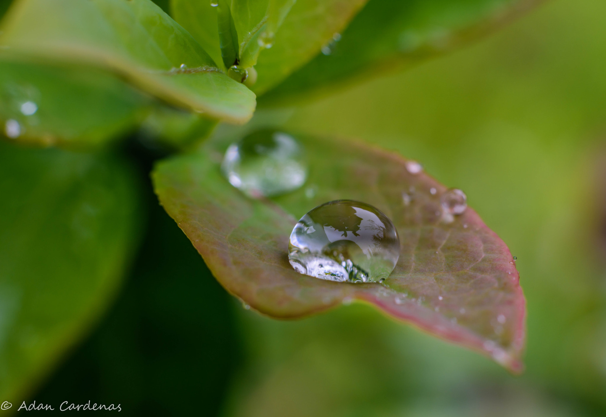 Nikon D810 + Nikon AF-S Nikkor 50mm F1.8G sample photo. Rain drop photography