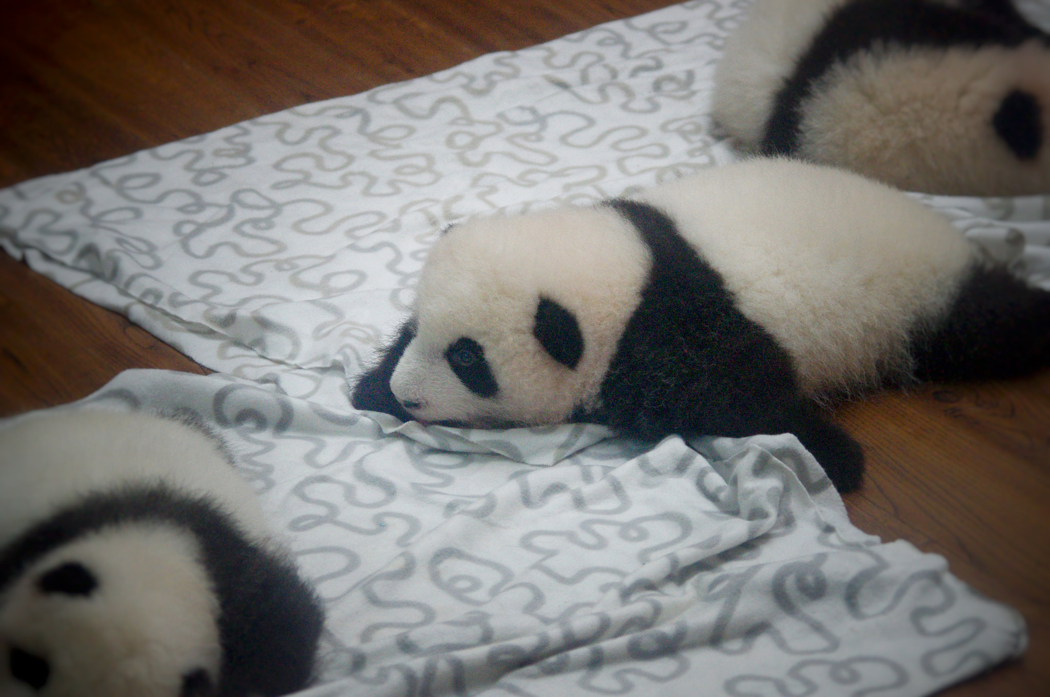 Pentax K-x sample photo. Panda baby photography