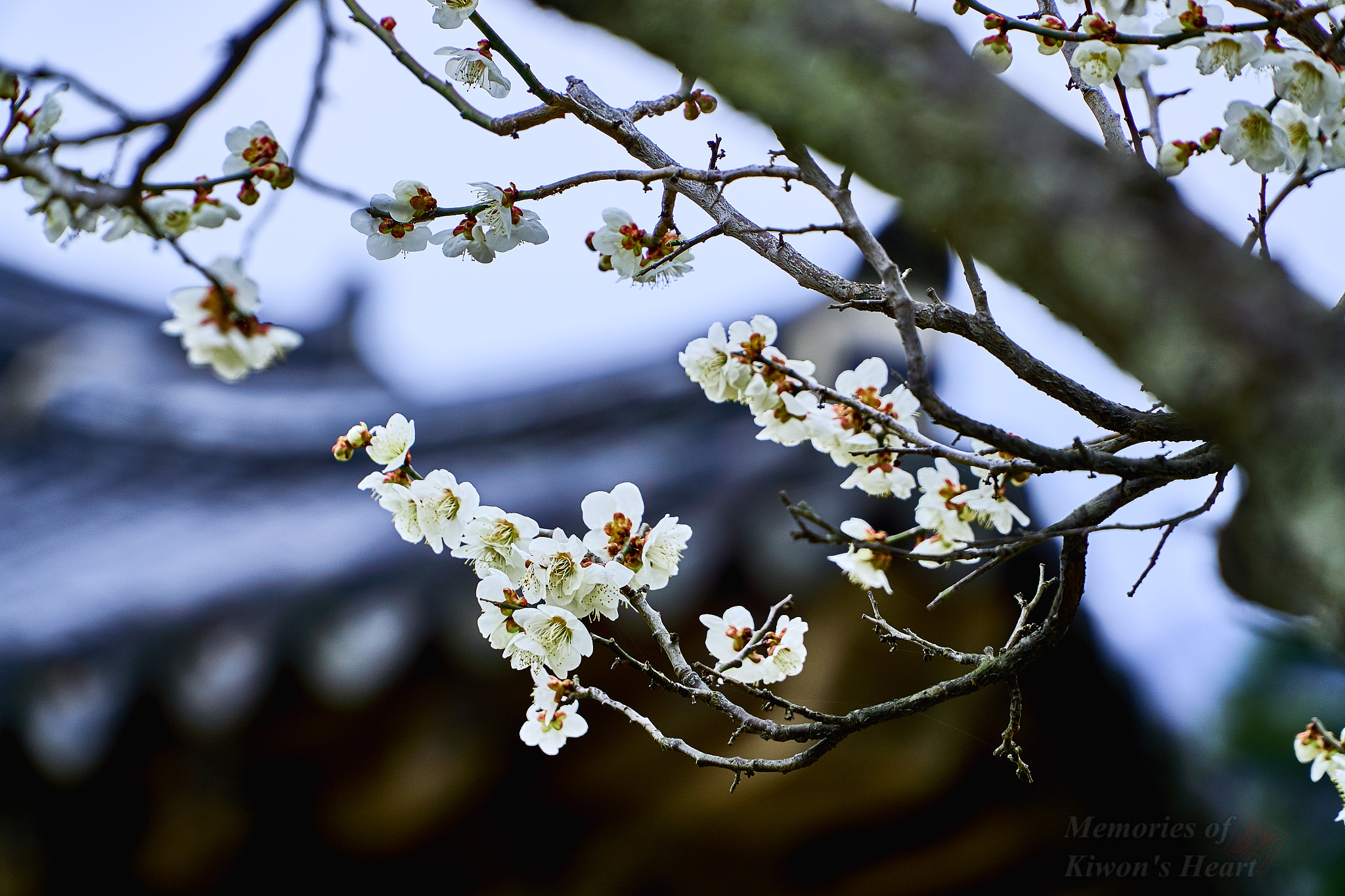 Sony E PZ 18-105mm F4 G OSS sample photo. Spring at the temple  photography