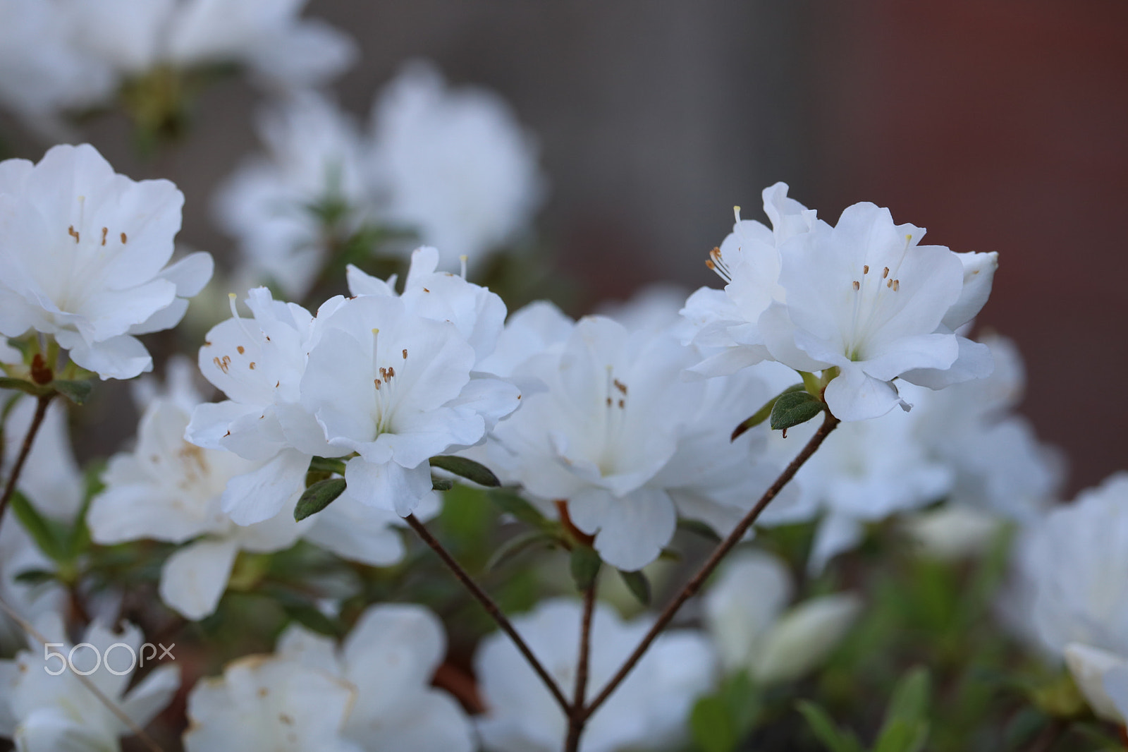 Canon EOS 760D (EOS Rebel T6s / EOS 8000D) sample photo. Beauty photography