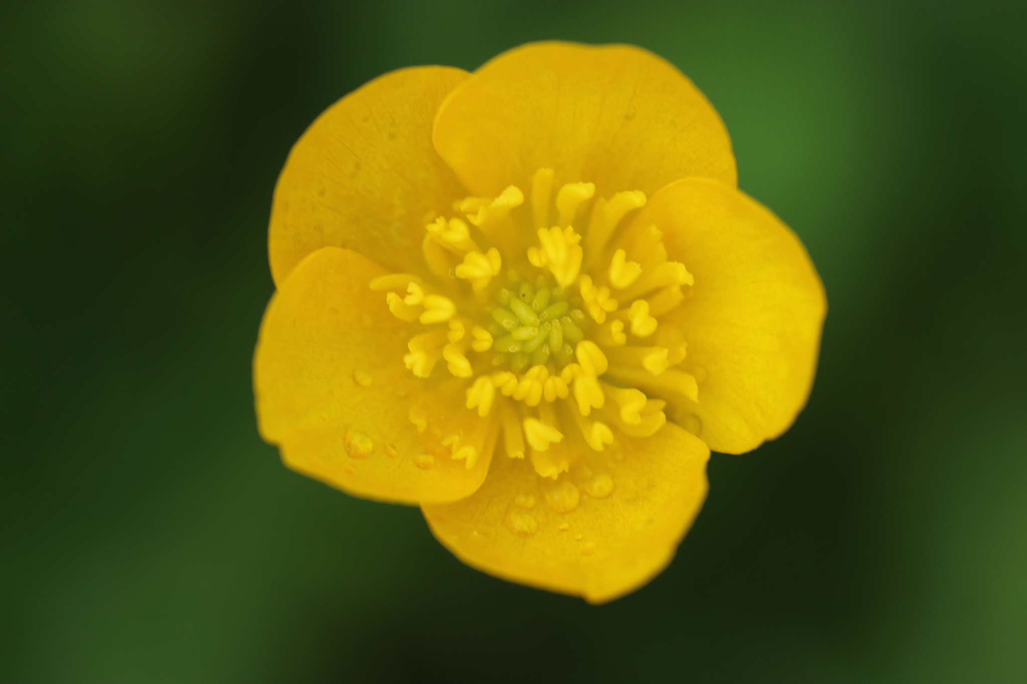 Canon EF-S 60mm F2.8 Macro USM sample photo. Buttercup photography