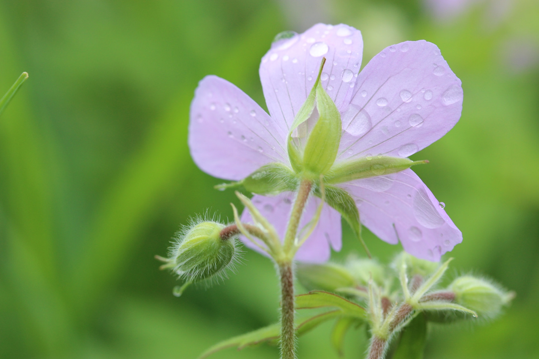 Canon EF-S 60mm F2.8 Macro USM sample photo. Behind the flowers photography