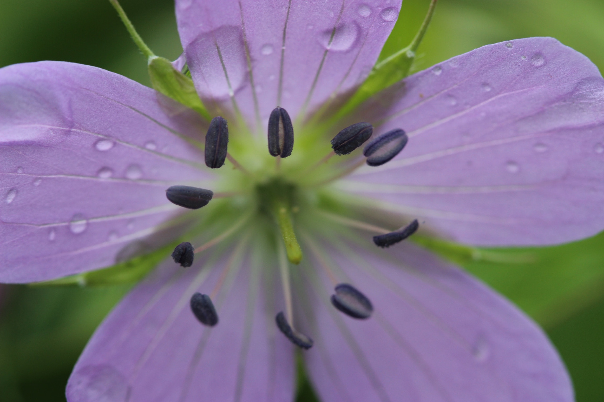 Canon EF-S 60mm F2.8 Macro USM sample photo. Inside the flowers photography