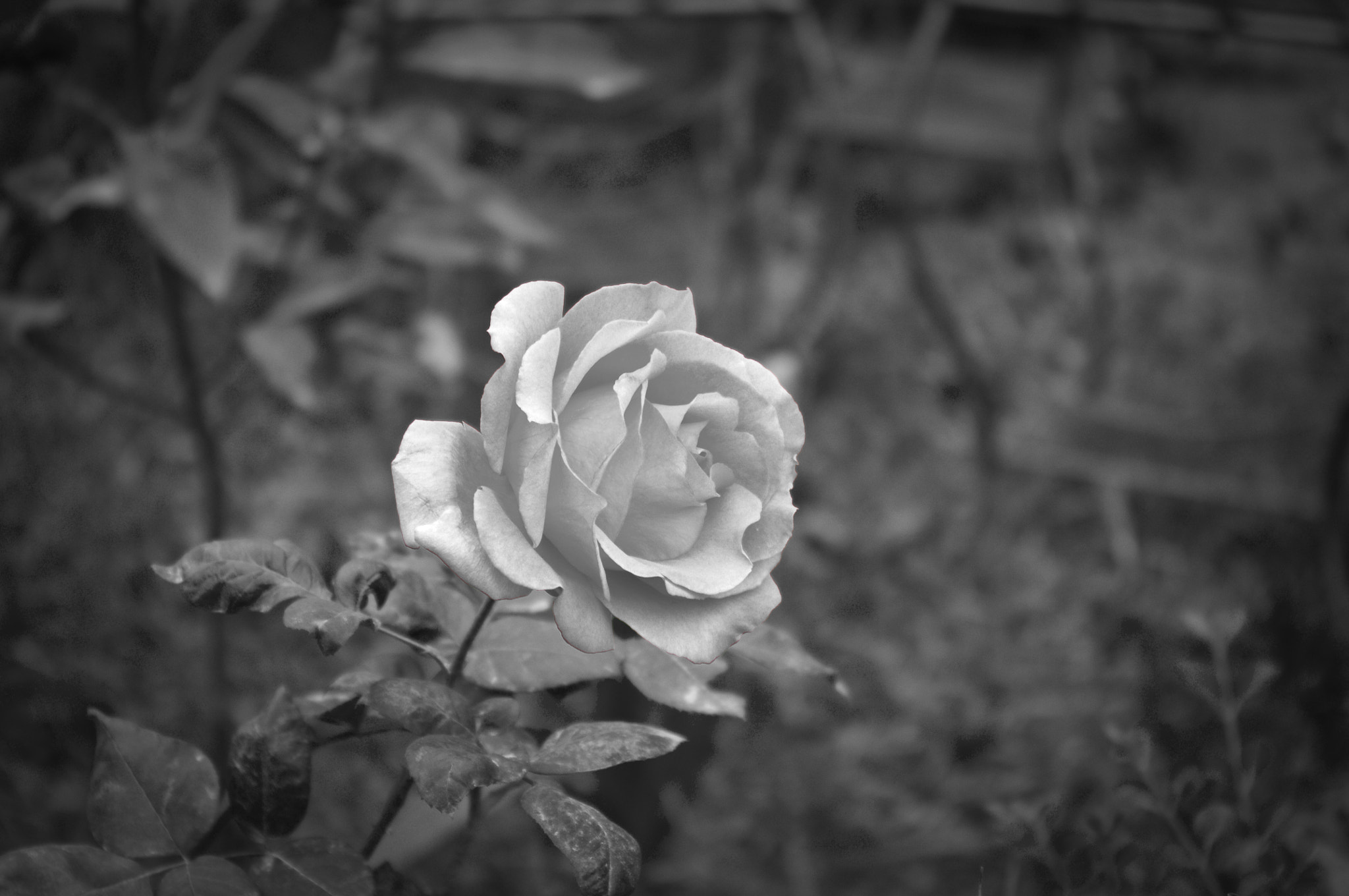 Pentax K-x sample photo. Rose photography