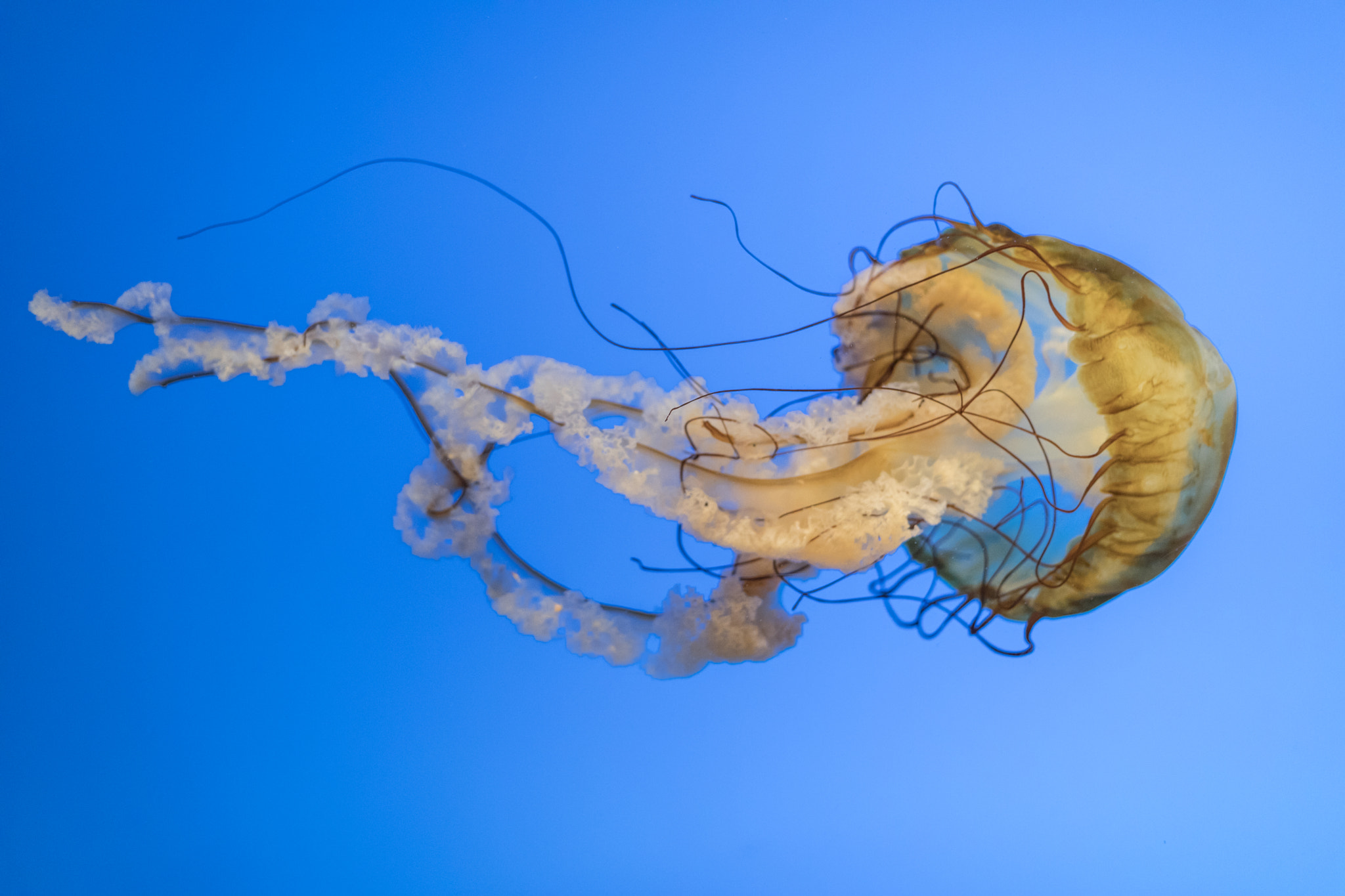 Canon EF 50mm F1.8 STM sample photo. Baltimore national aquarium photography