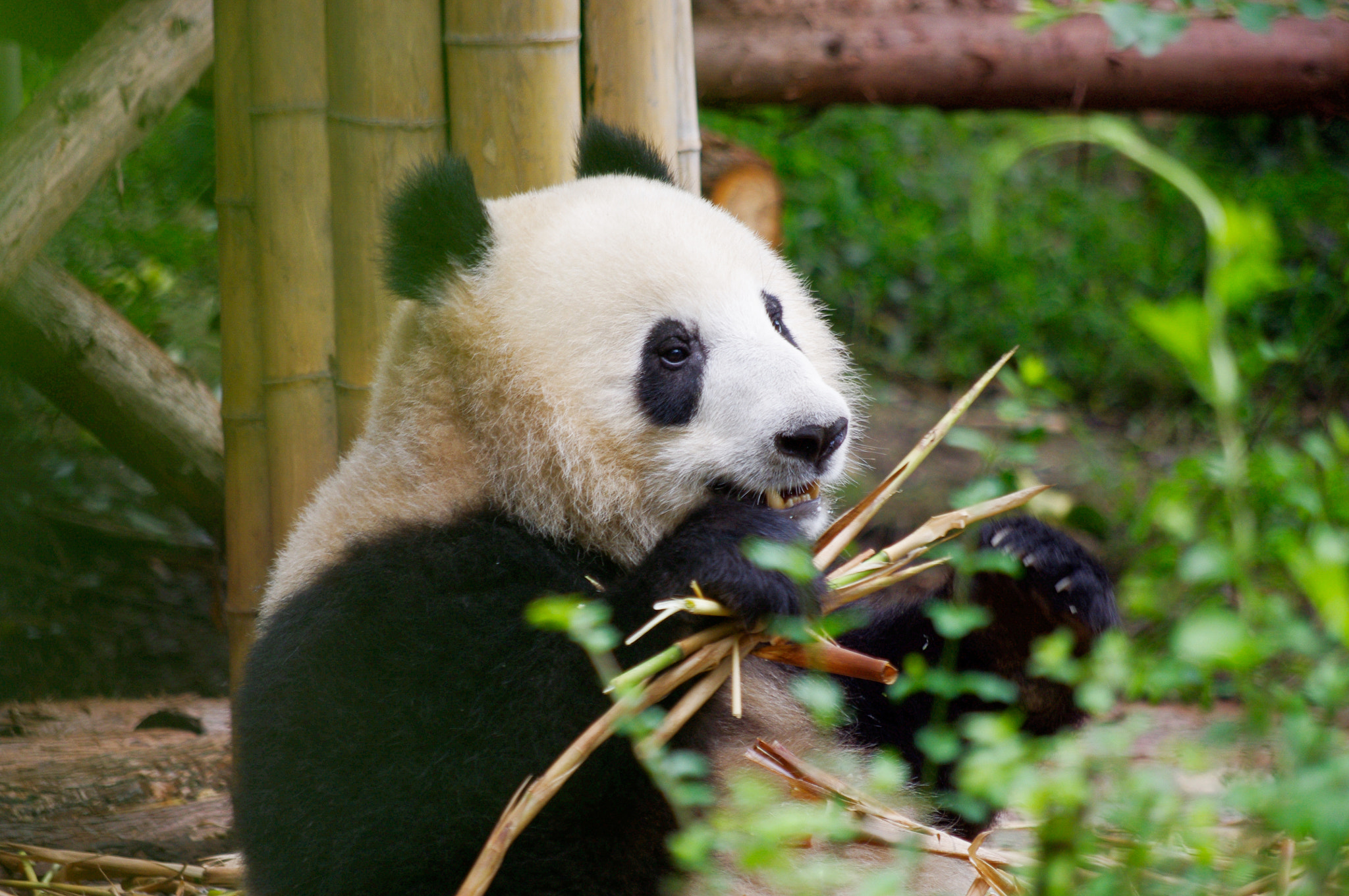 Pentax K-x sample photo. Panda photography