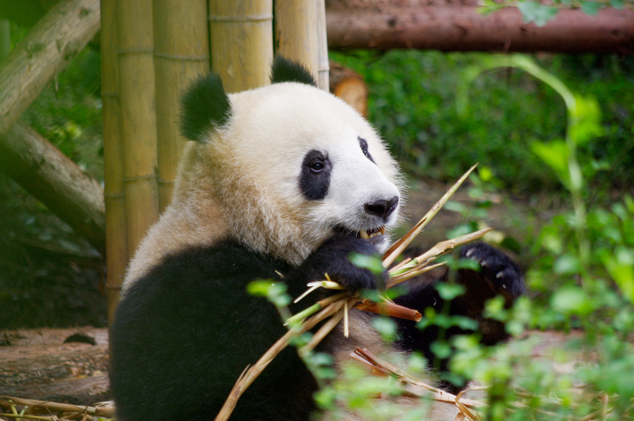 Pentax K-x + smc Pentax-DA L 50-200mm F4-5.6 ED WR sample photo. Panda photography