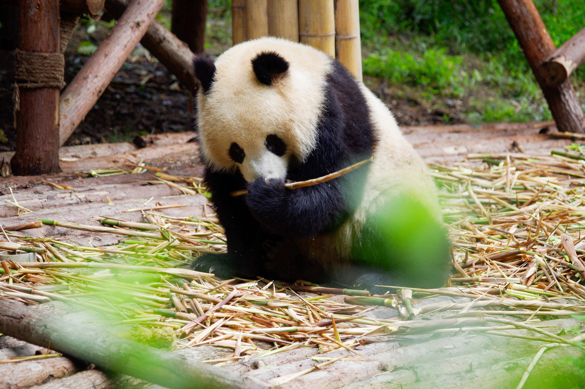 Pentax K-x + smc Pentax-DA L 50-200mm F4-5.6 ED WR sample photo. Panda photography