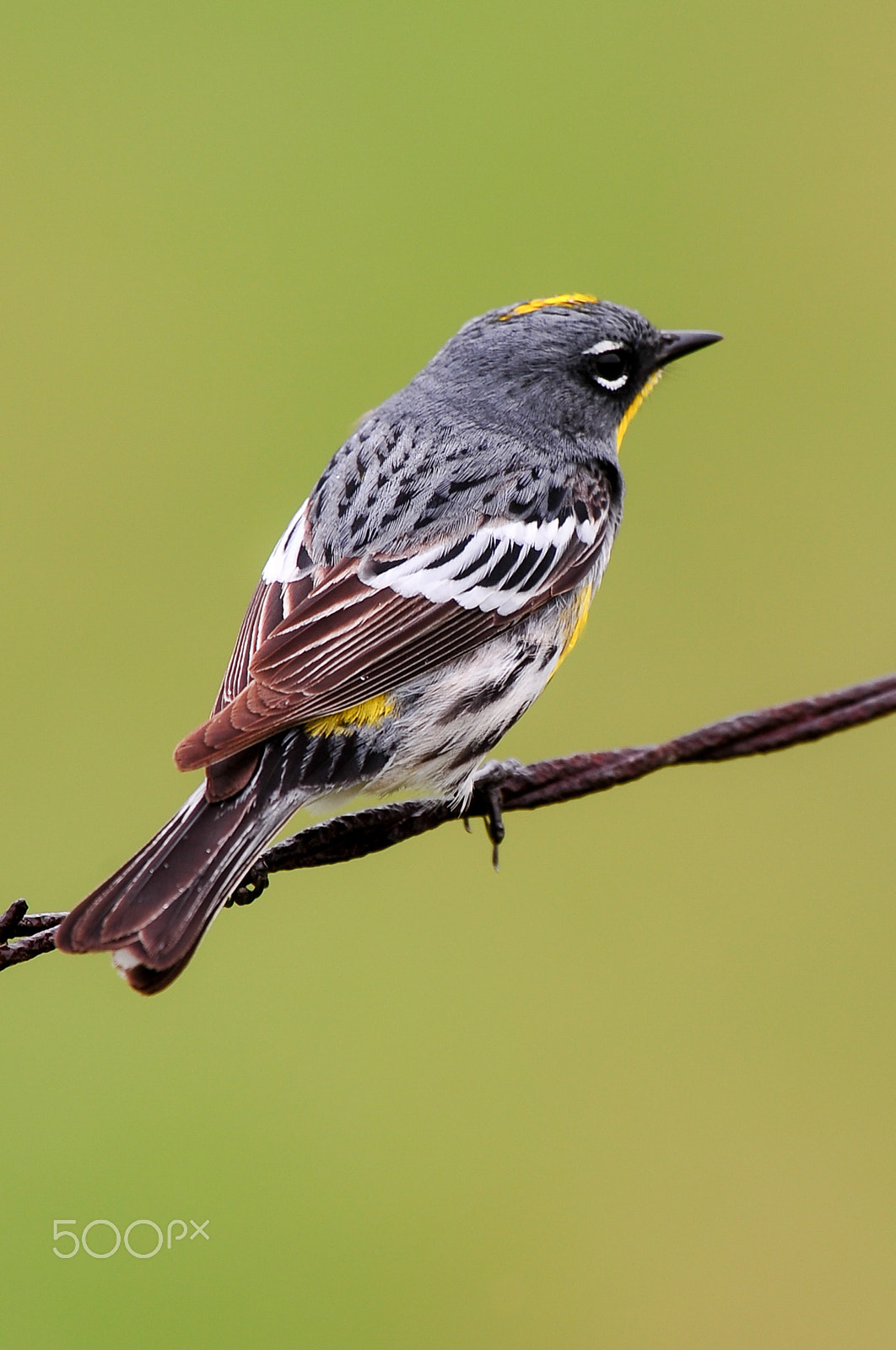 Nikon AF-S Nikkor 400mm F2.8G ED VR II sample photo. W a r b l e r photography