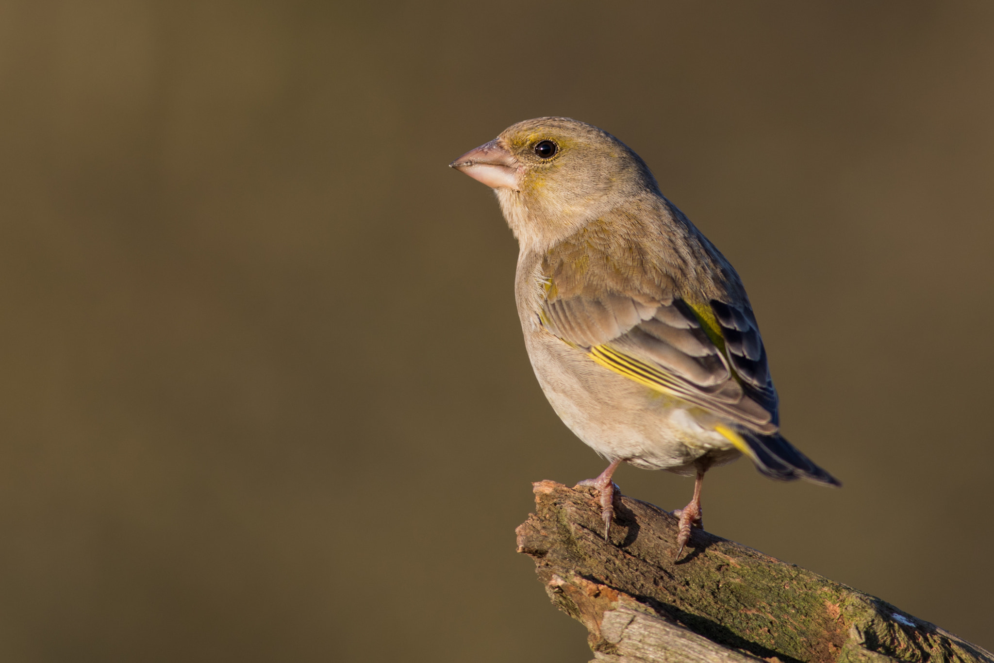 Canon EF 400mm F5.6L USM sample photo. Zvonek zelený (carduelis chloris) photography
