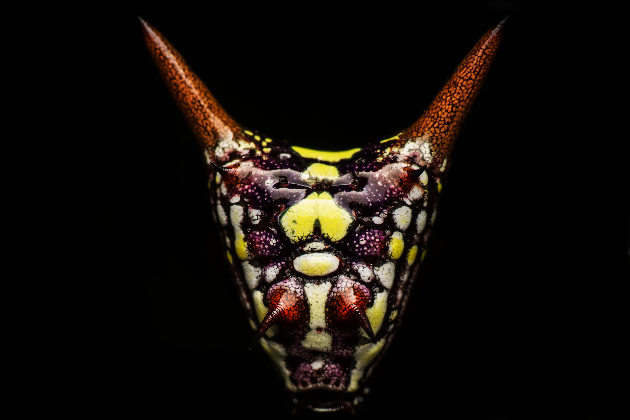 Nikon AF-S Micro-Nikkor 105mm F2.8G IF-ED VR sample photo. Micrathena spider photography