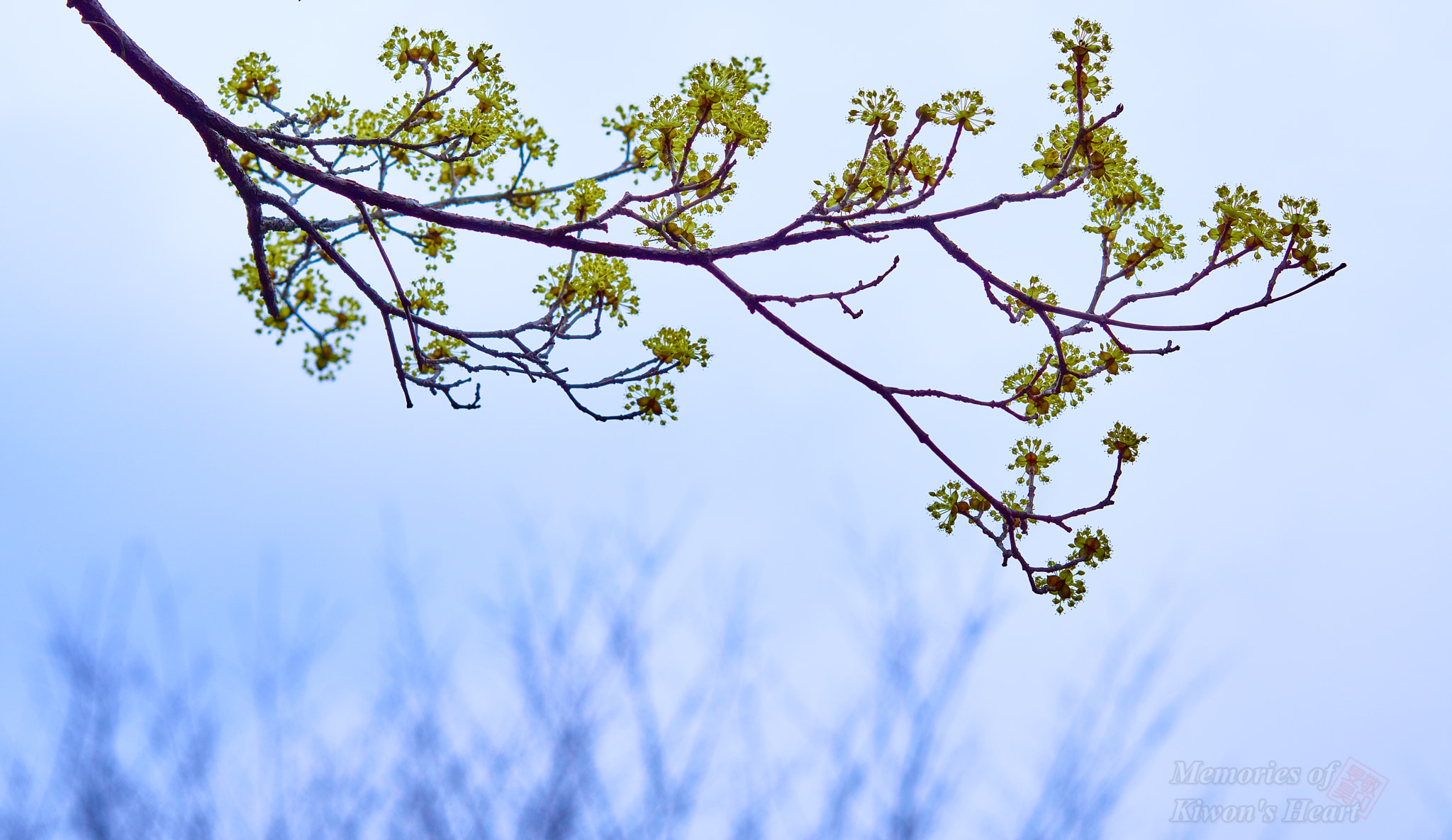 Sony a6000 sample photo. Cloudy yellow photography