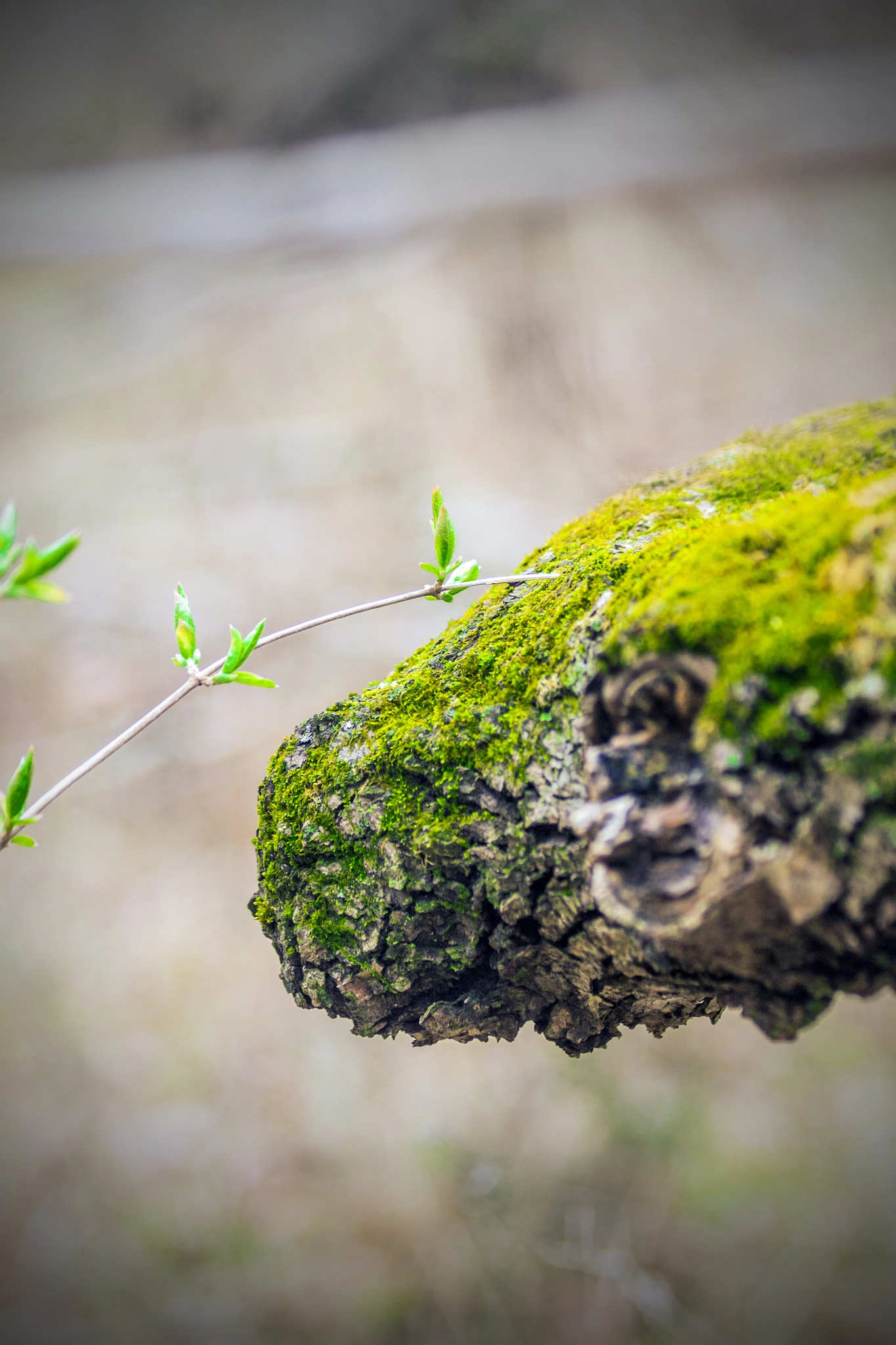 Canon EF 70-300mm F4-5.6 IS USM sample photo. Moss photography
