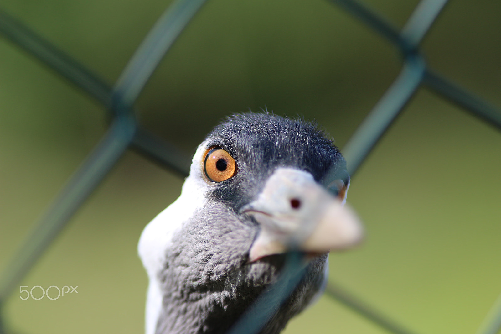 Canon EOS 100D (EOS Rebel SL1 / EOS Kiss X7) + Canon EF 200mm F2.8L II USM sample photo. Inquisitive photography