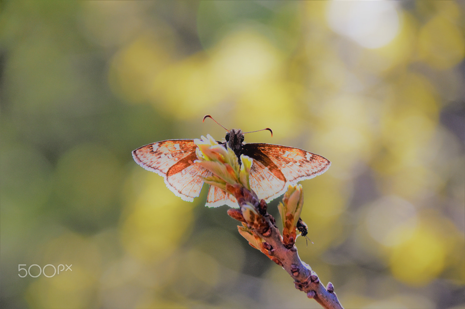 Sigma 18-250mm F3.5-6.3 DC Macro OS HSM sample photo. Icarus photography