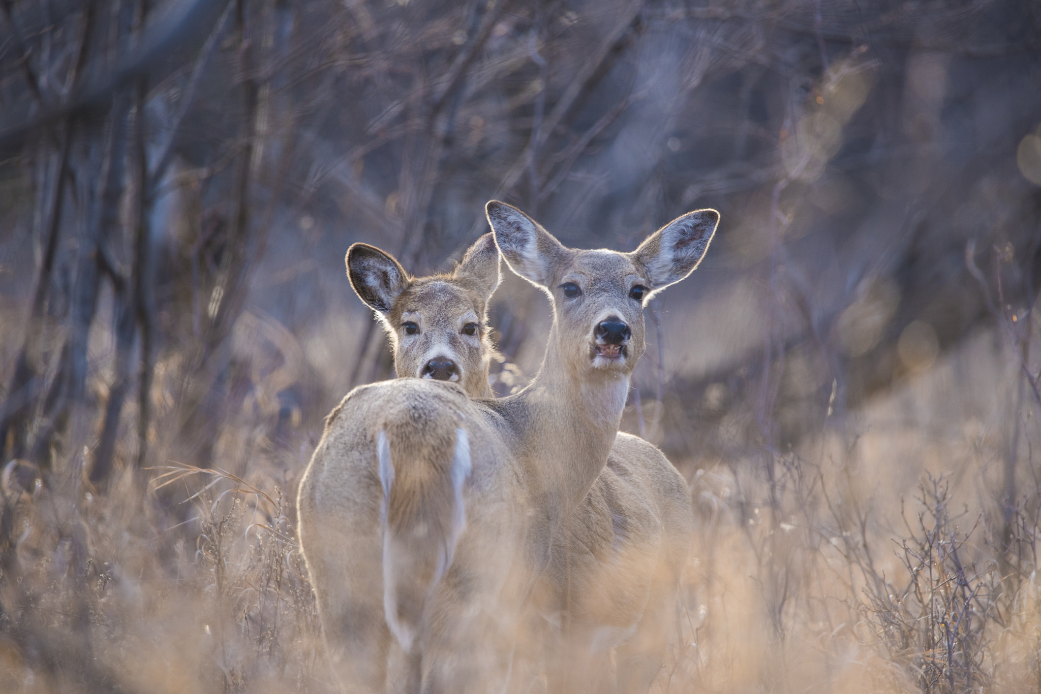 Nikon D750 sample photo. Young deer in the woods photography