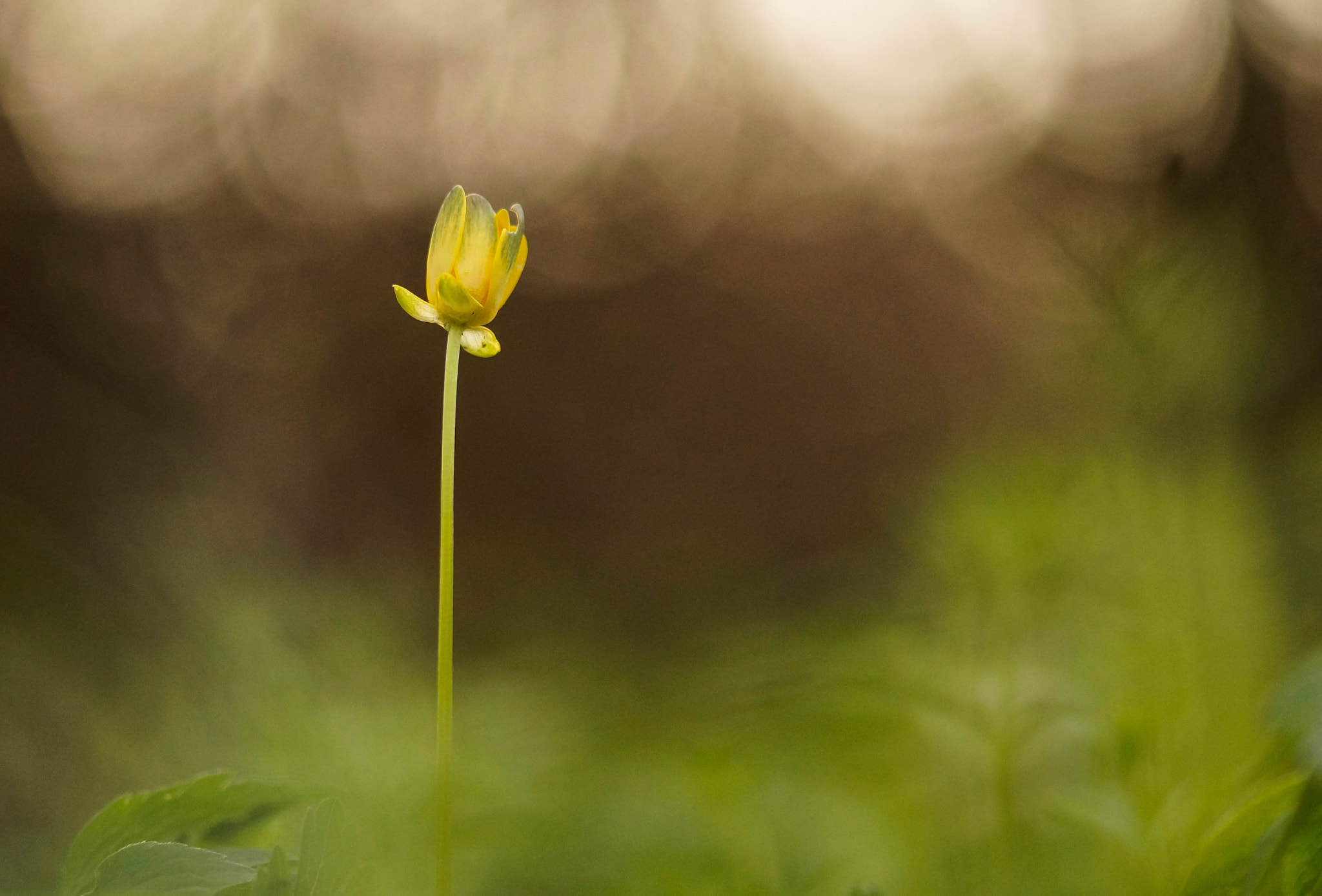 Sony SLT-A58 + 105mm F2.8 sample photo. Ficaire photography