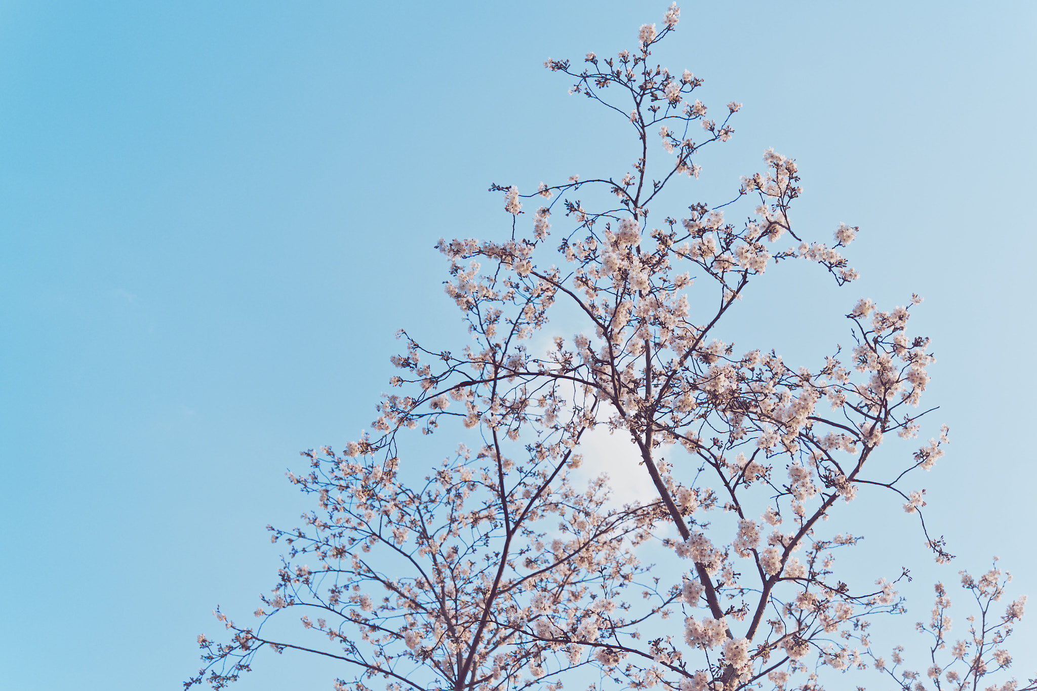 Fujifilm X-T1 + Fujifilm XF 16-55mm F2.8 R LM WR sample photo. 樱花树 photography