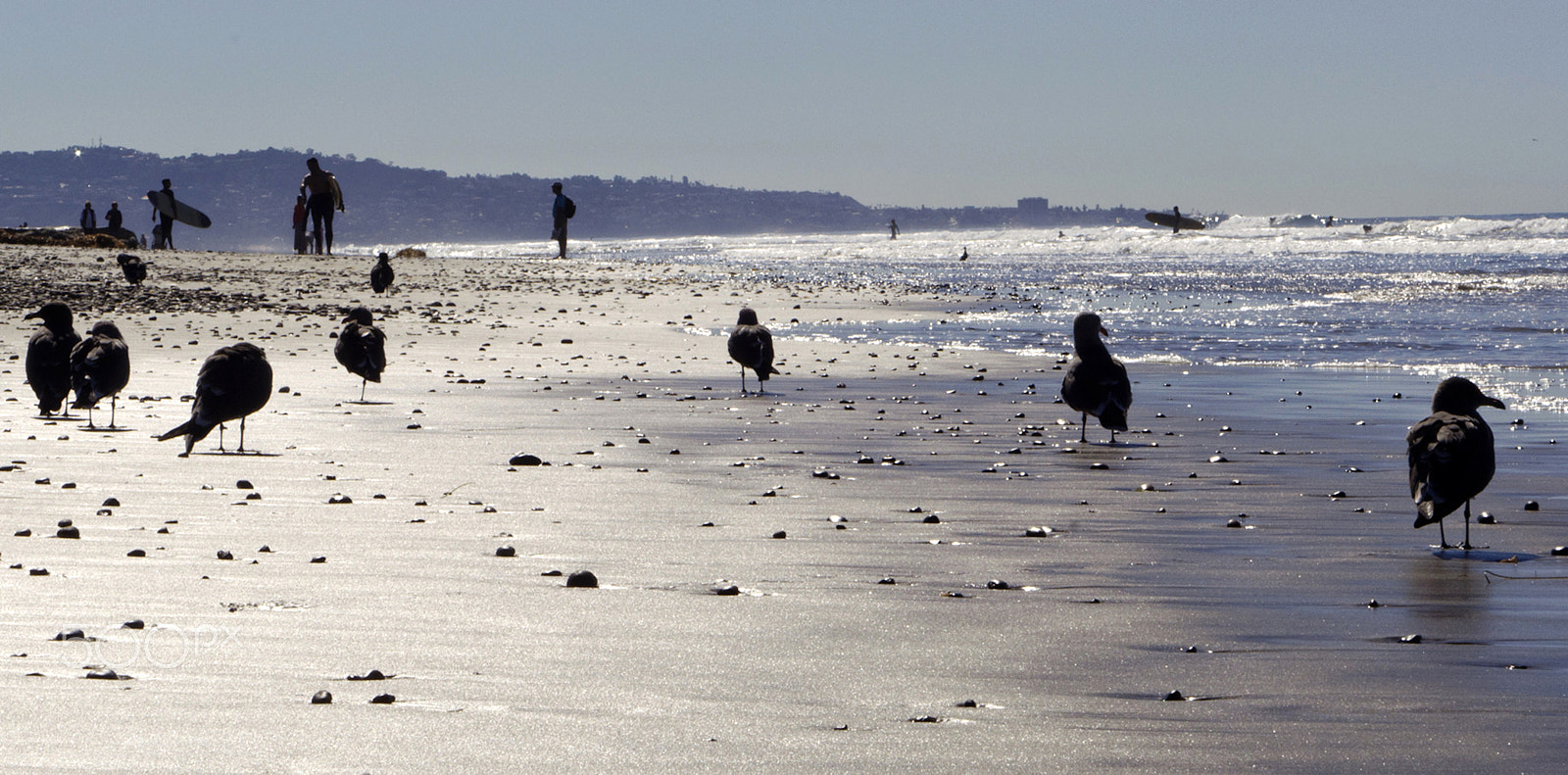 Sigma 24-70mm F3.5-5.6 Aspherical HF sample photo. Bird launch photography