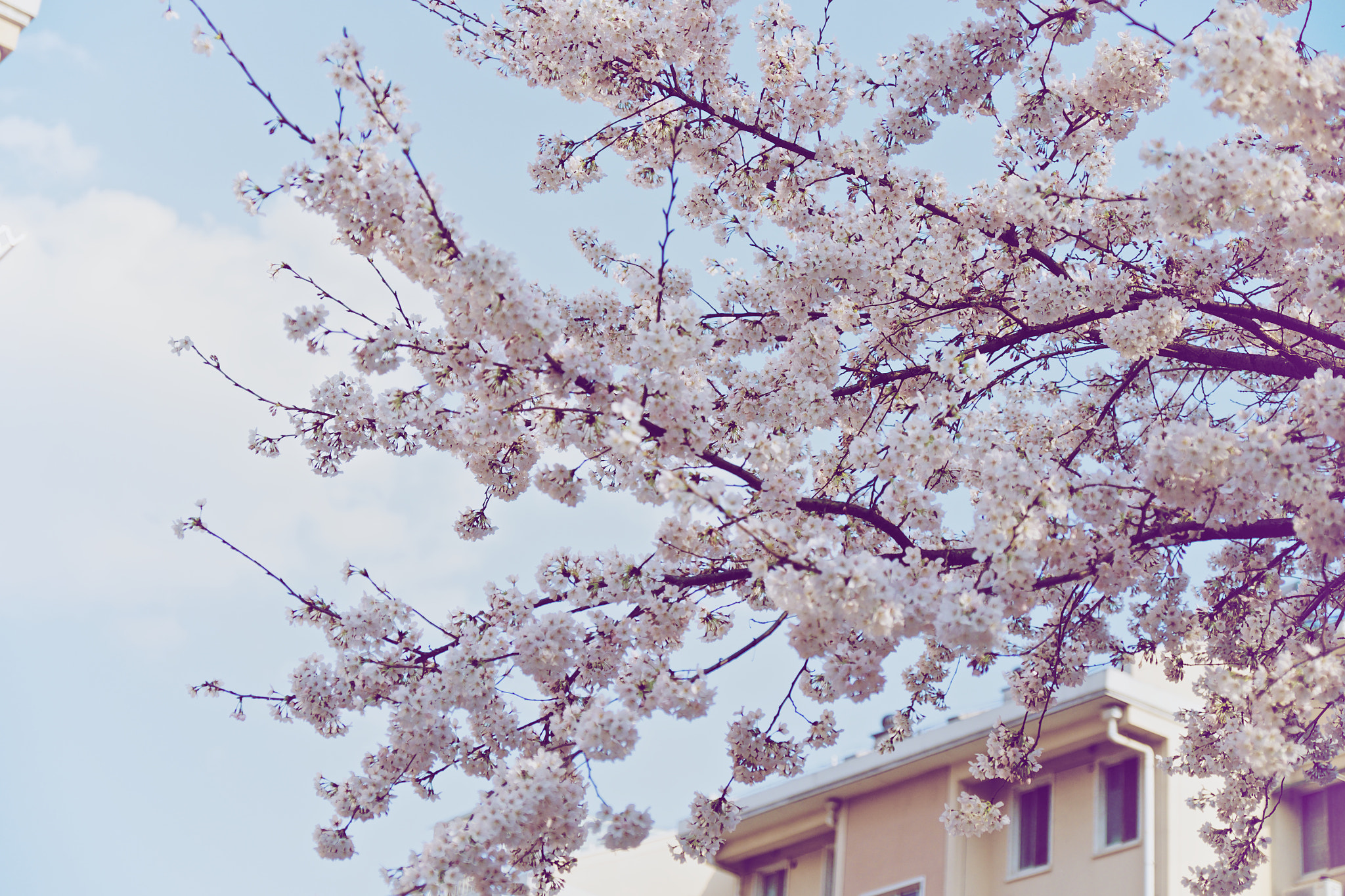 Fujifilm X-T1 + Fujifilm XF 16-55mm F2.8 R LM WR sample photo. 小区里的樱花❀ photography
