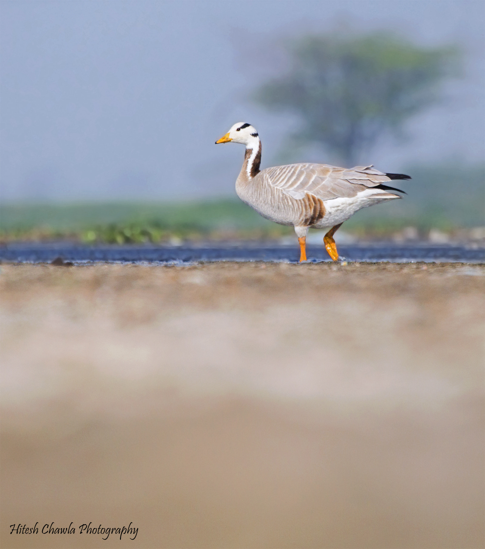 Canon EF 100-400mm F4.5-5.6L IS USM sample photo. A beautiful migratory bird... bar headed goose...  photography