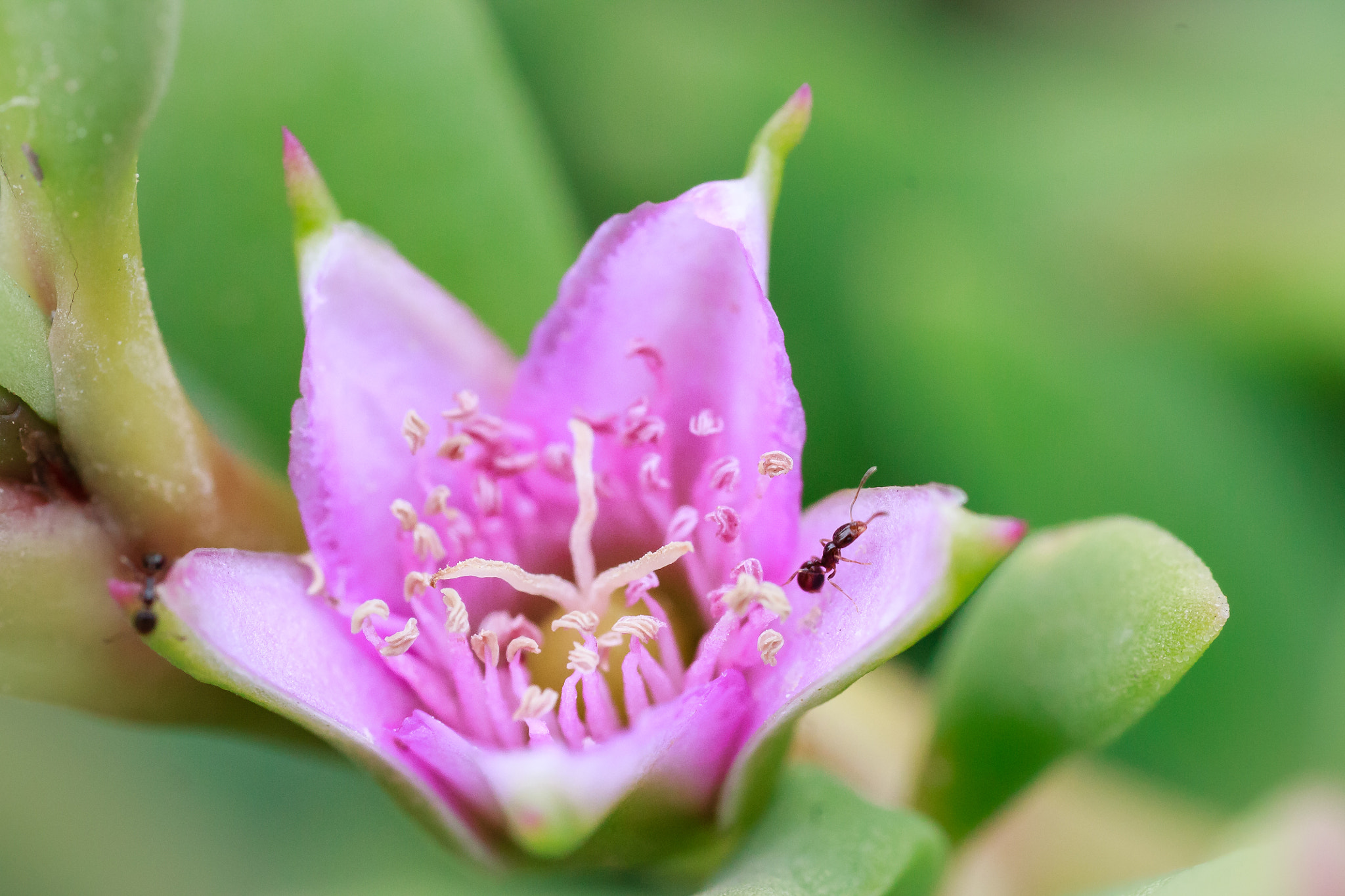 Sigma 50mm f/1.4 EX DG HSM + 1.4x sample photo. Tiny photography