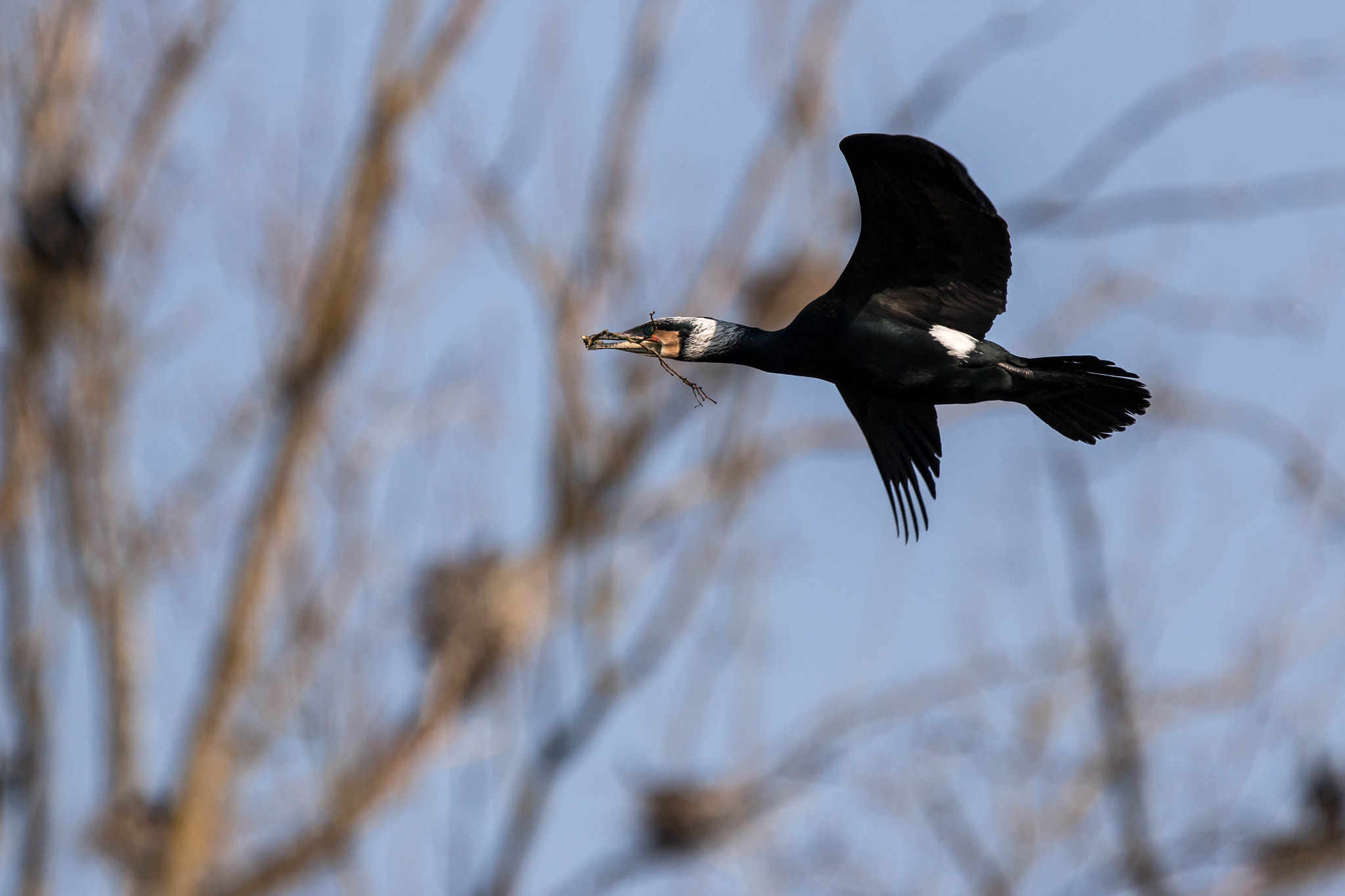Canon EF 300mm F2.8L IS USM sample photo. Grand cormoran photography