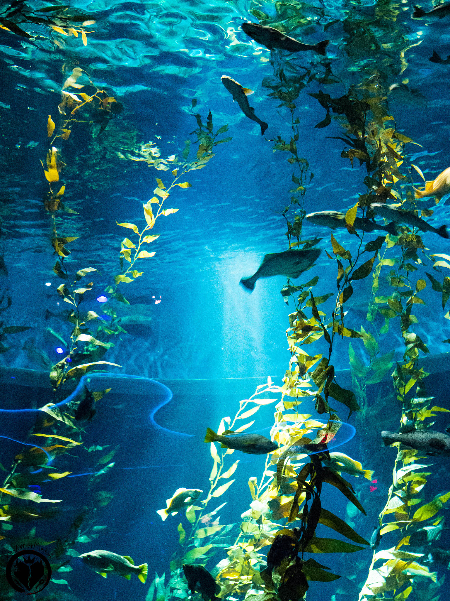 Olympus OM-D E-M5 II sample photo. Ripley's aquarium of canada (july, 9th, 2016) photography
